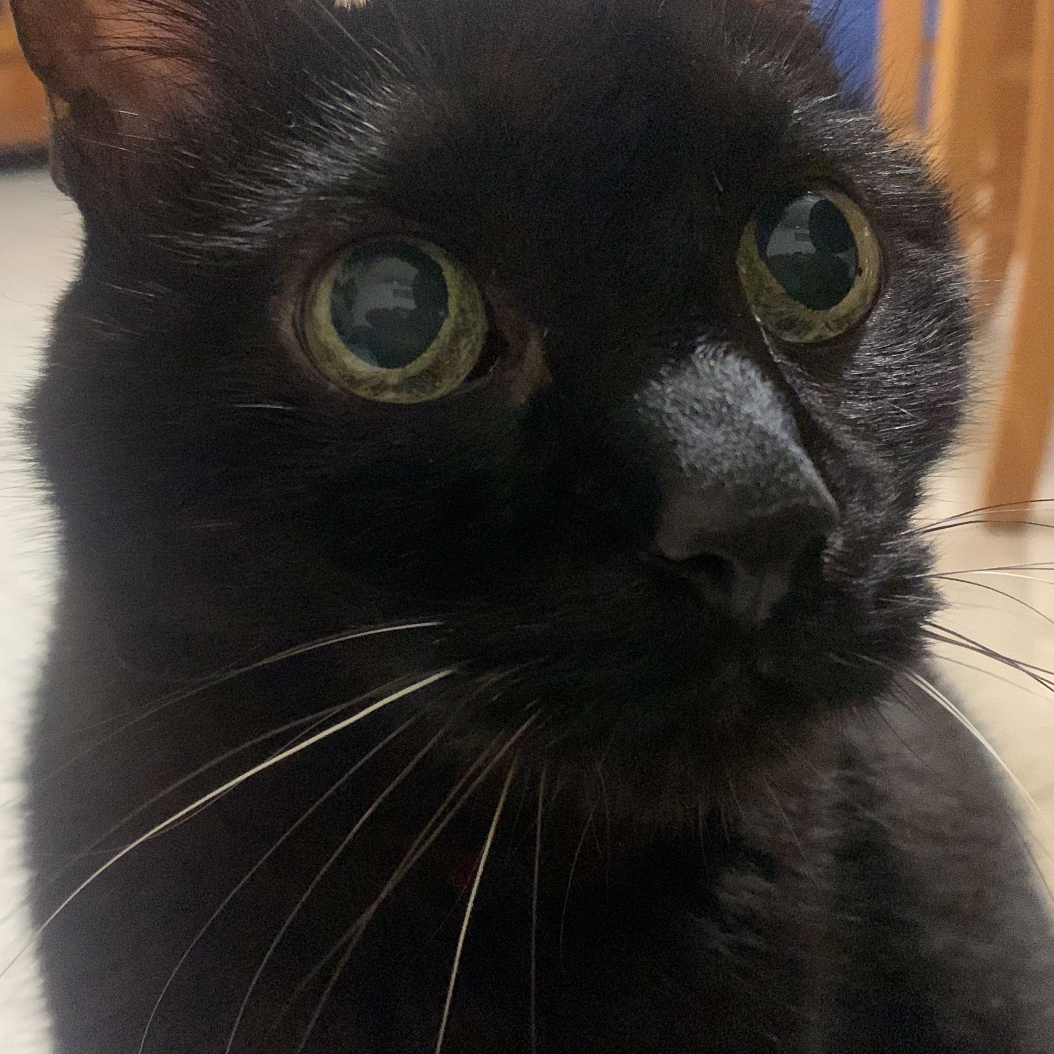 Cesare