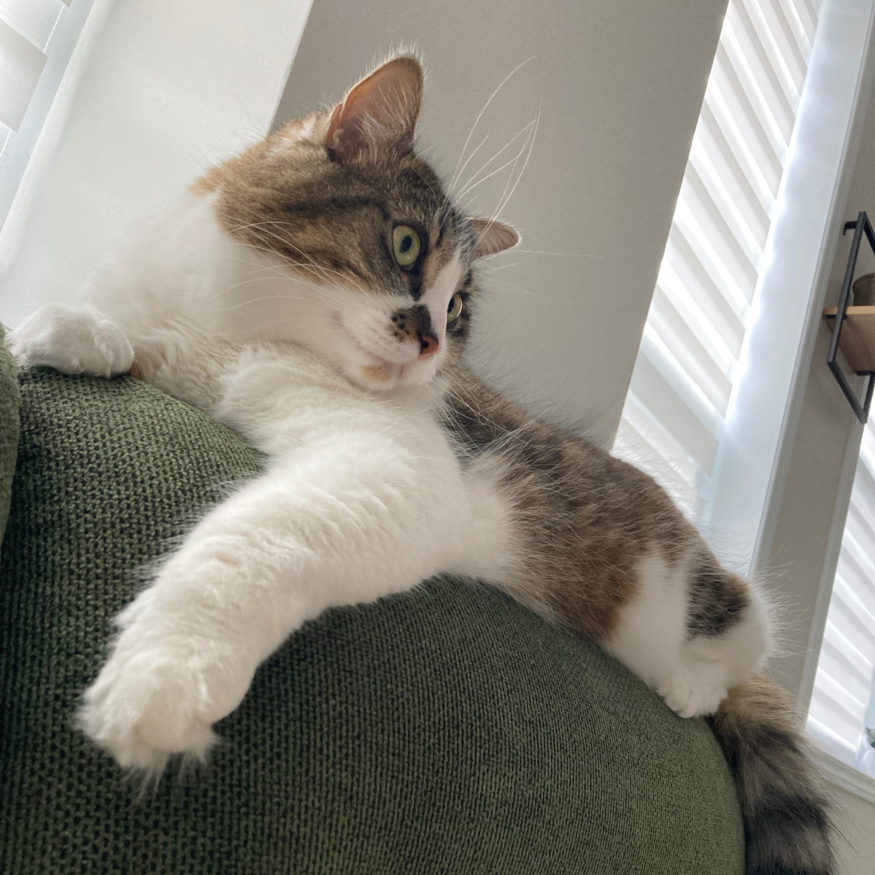 Duchesse 