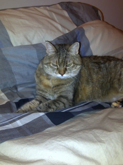 image-15