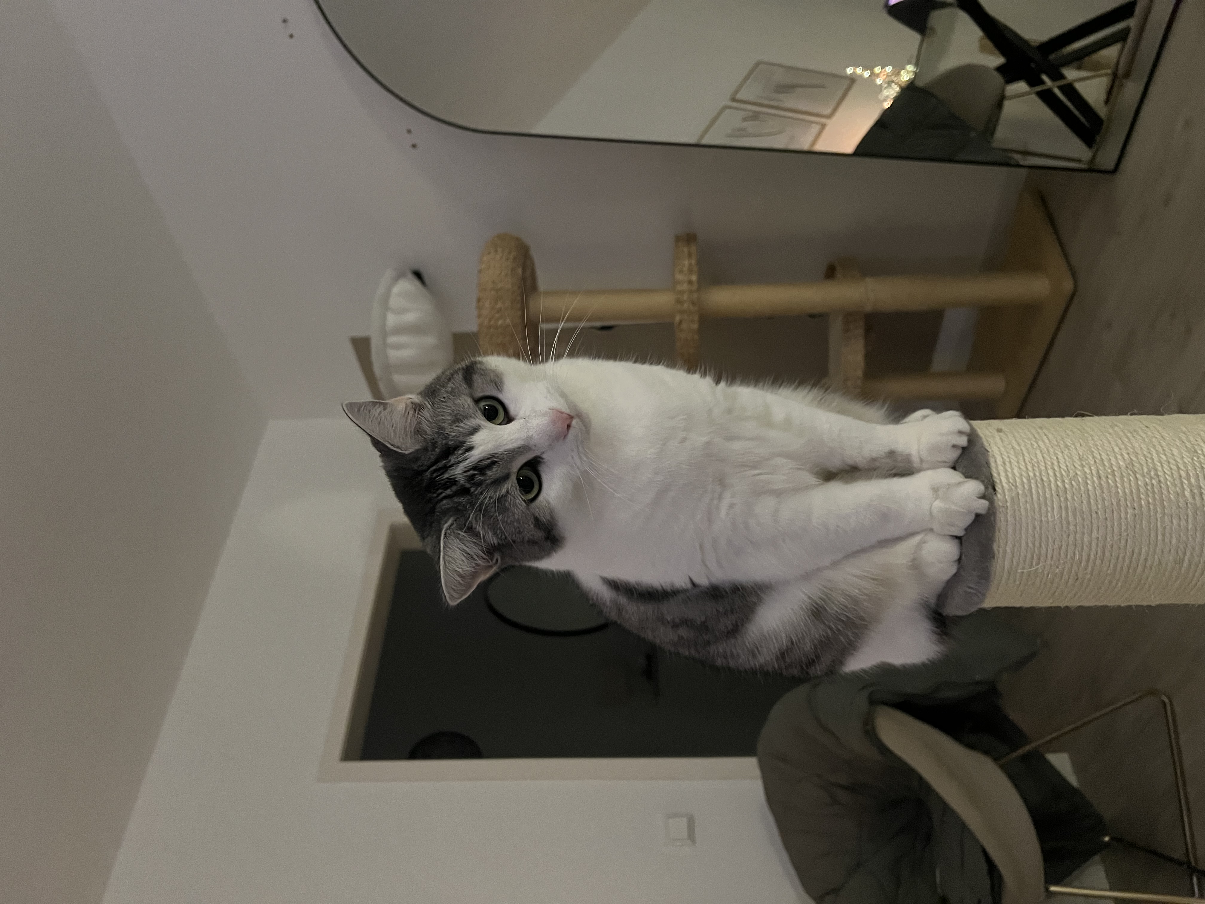 image-7