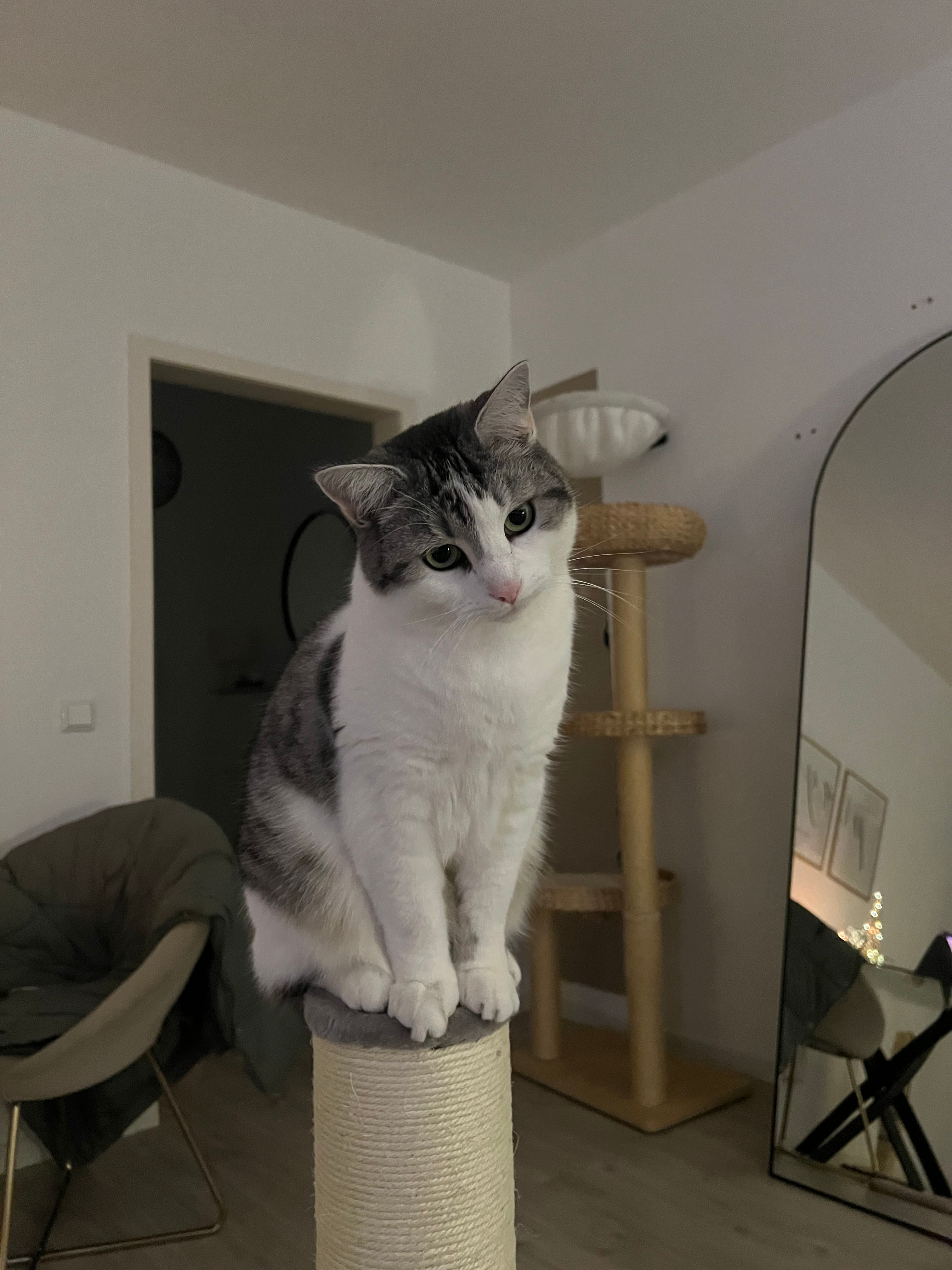 image-7
