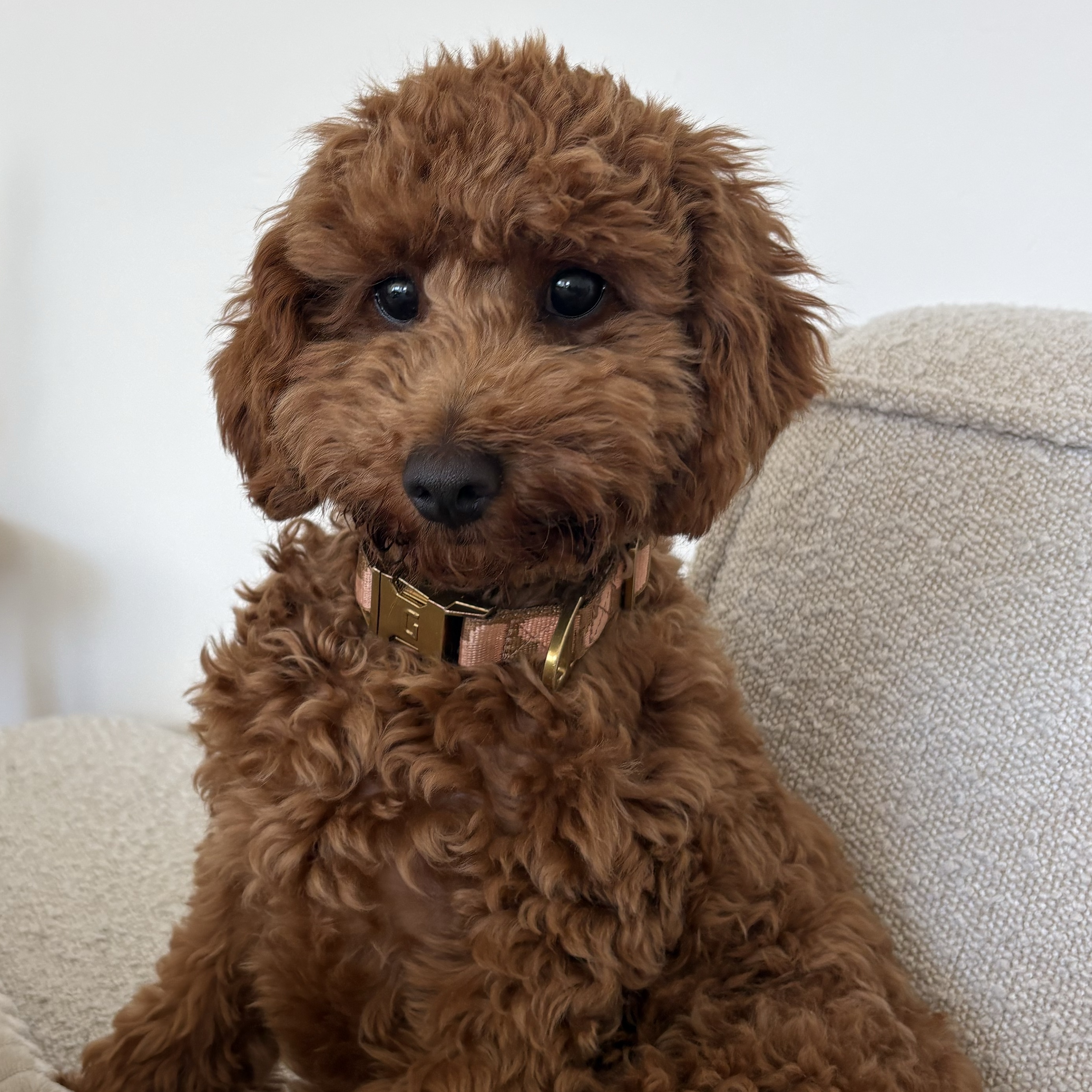 Sammy 