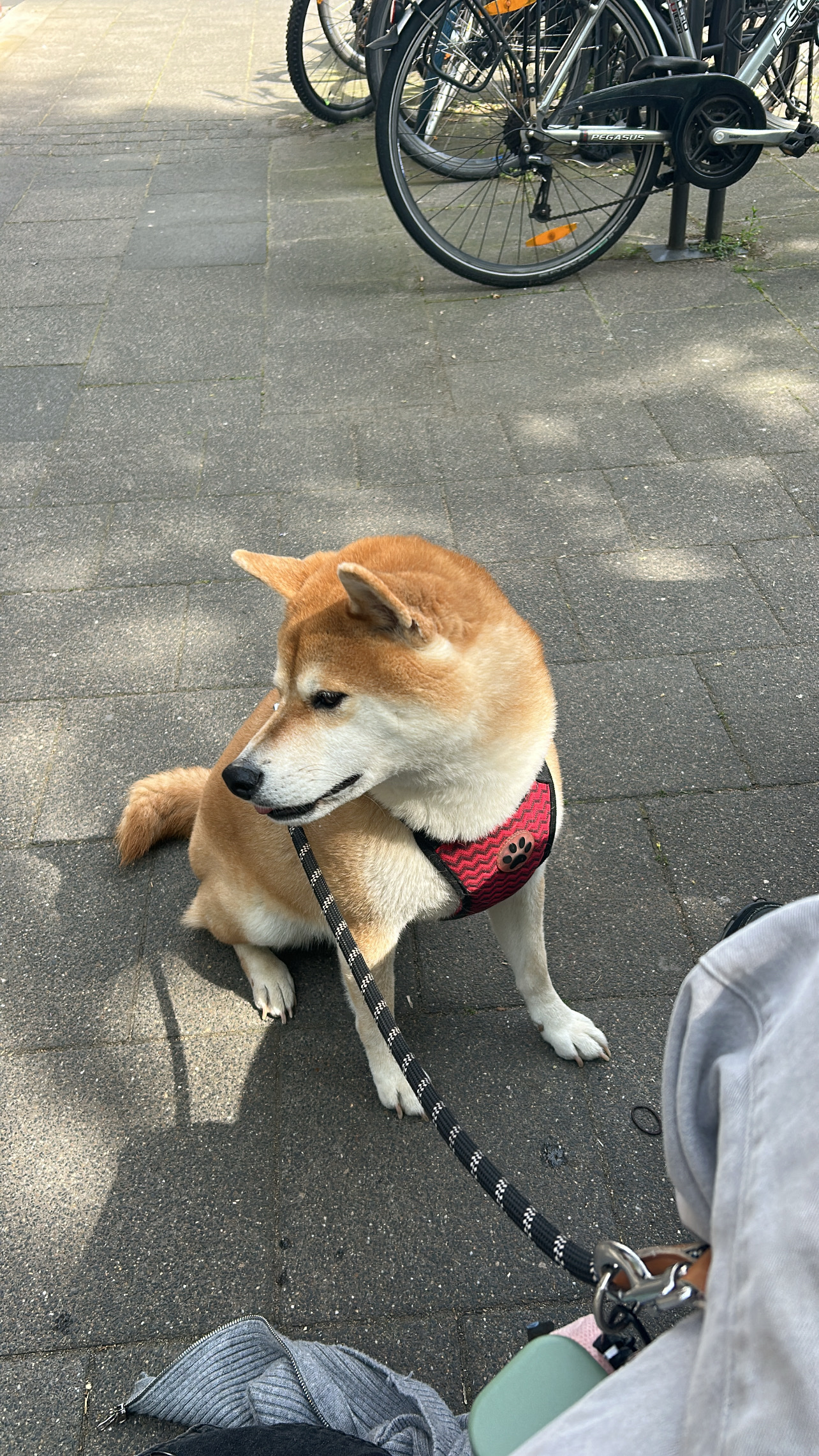 image-23