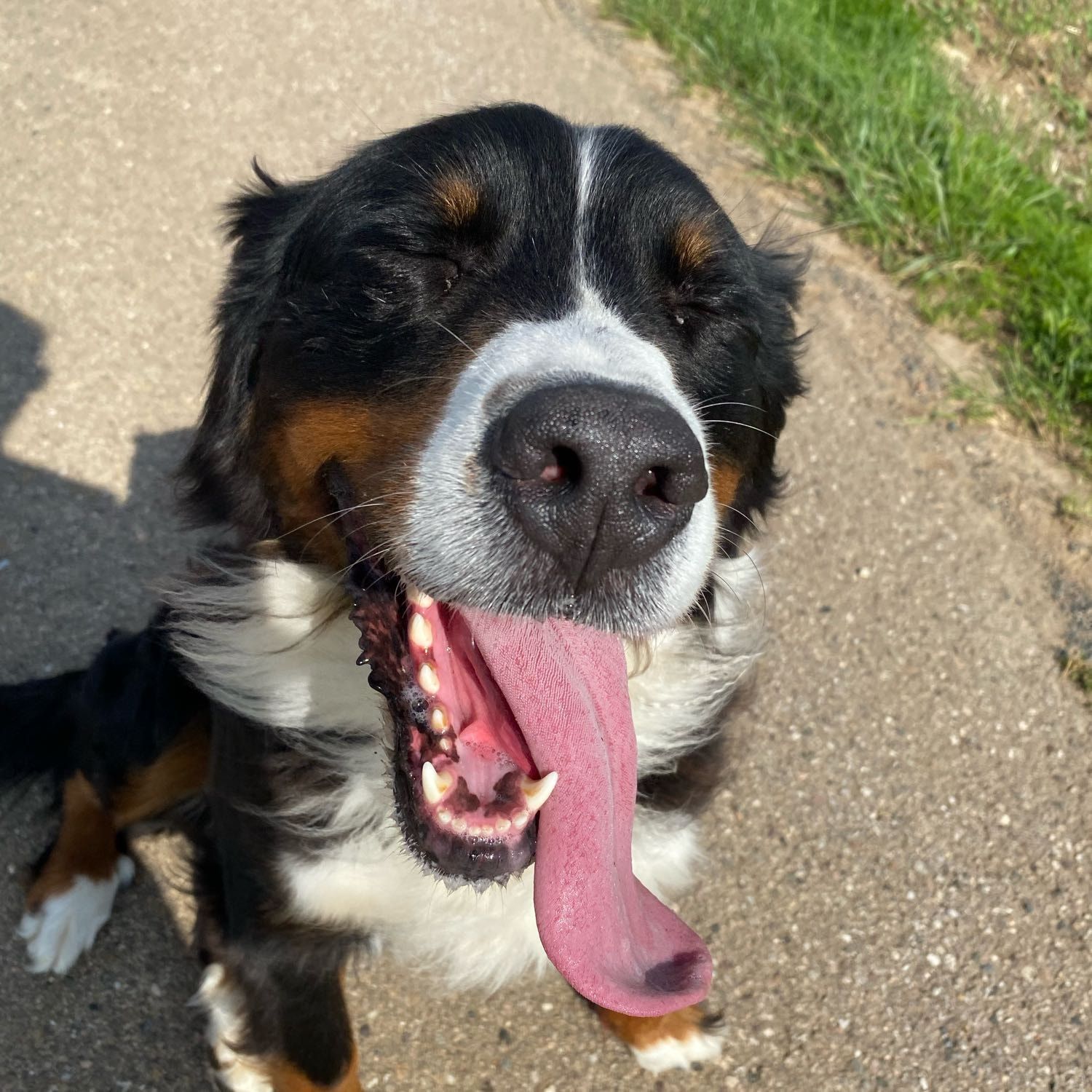 Maya