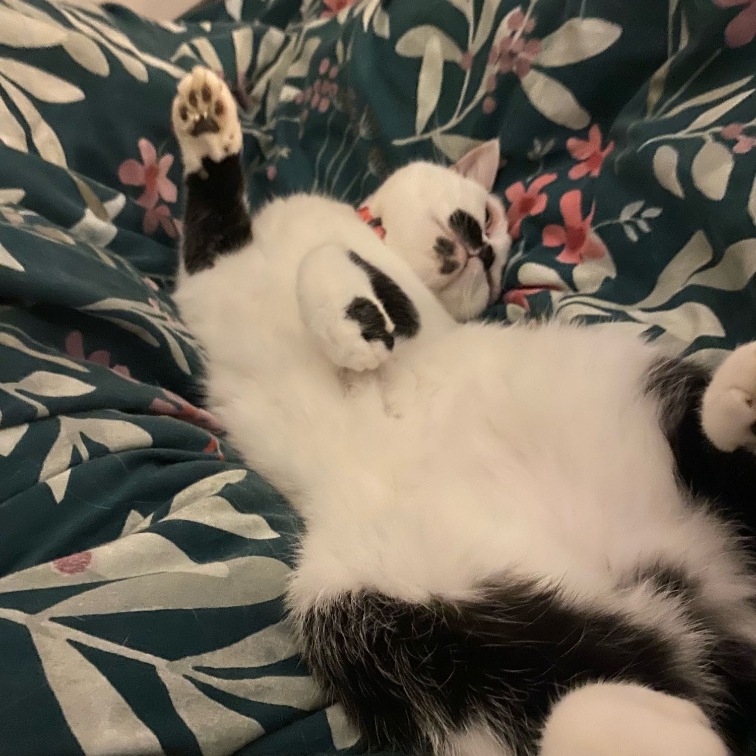 Pamela 