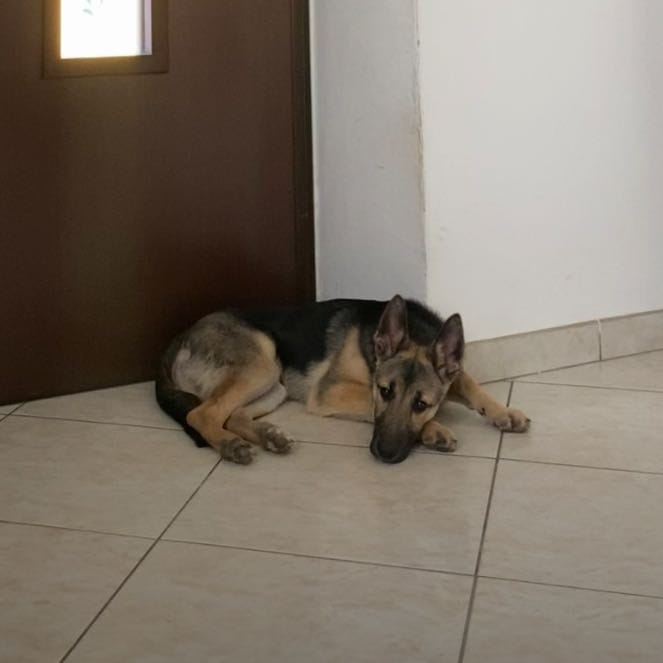 loki