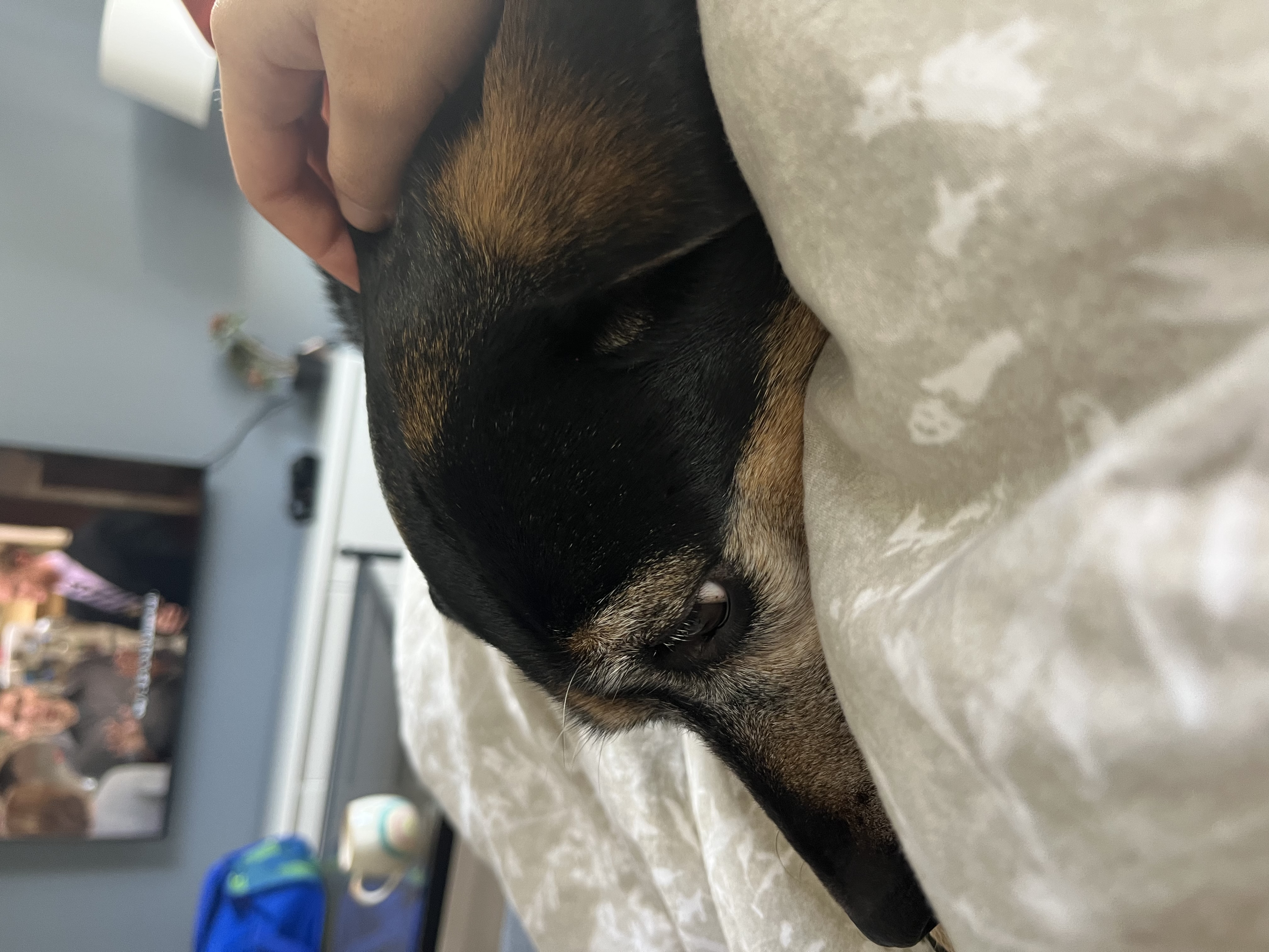 image-8