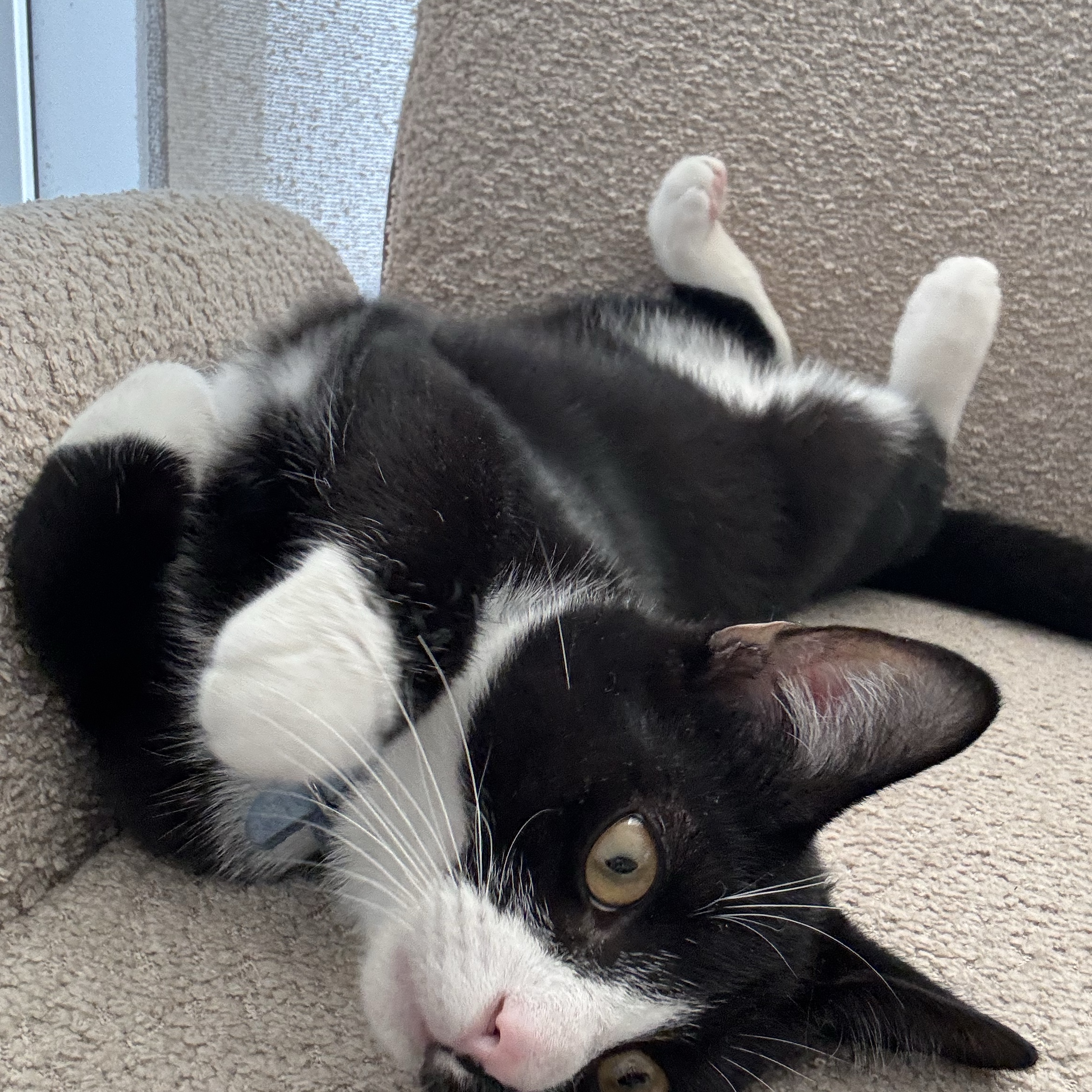 Gilberto
