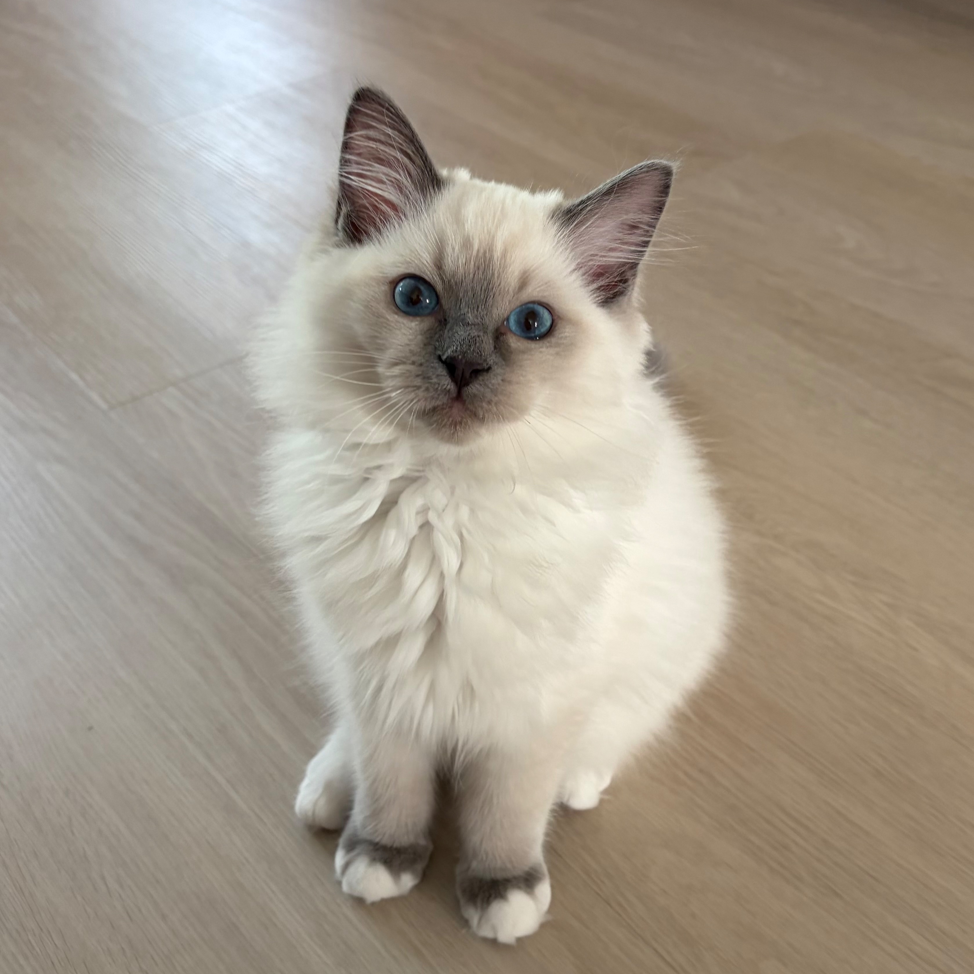 Lilli