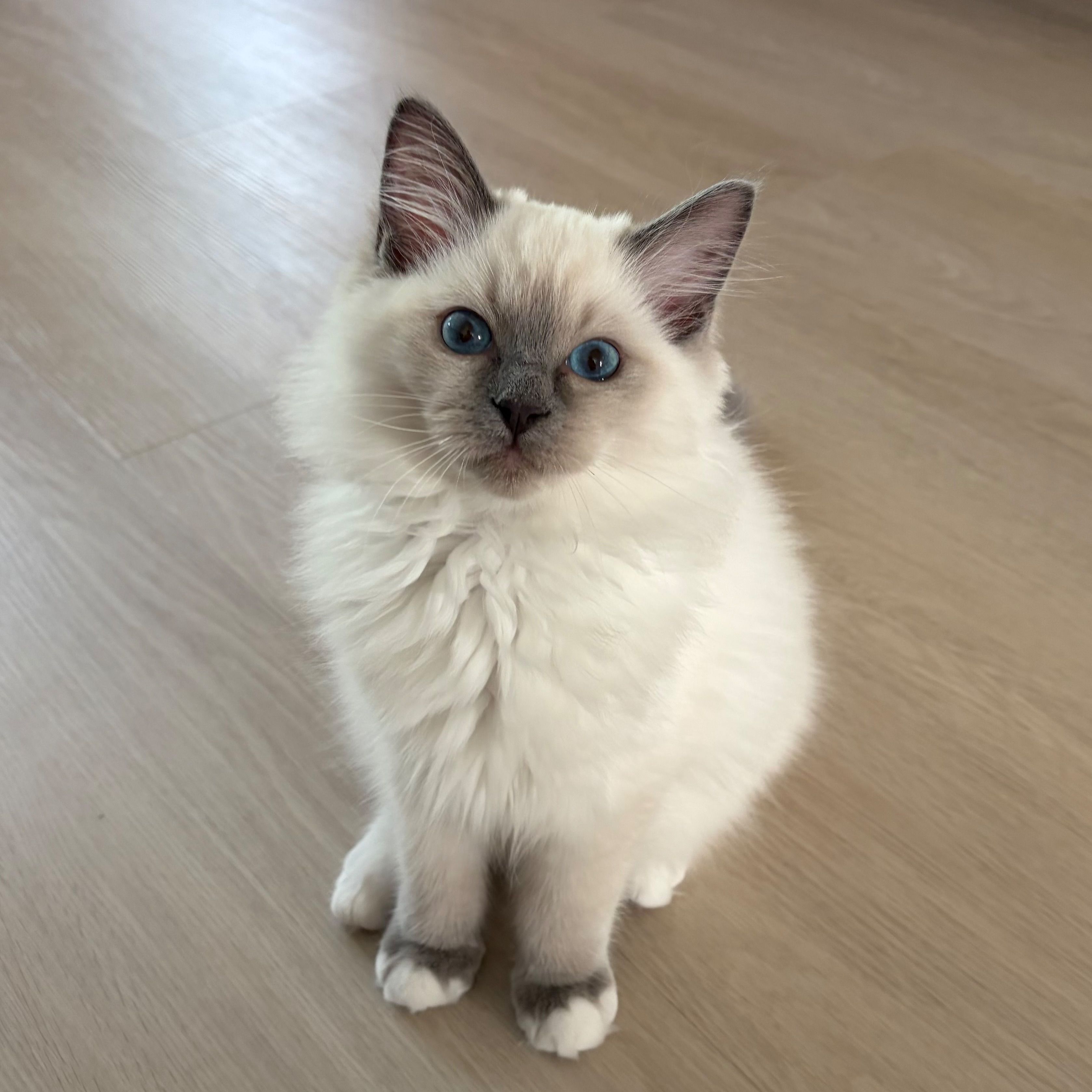 Lilli