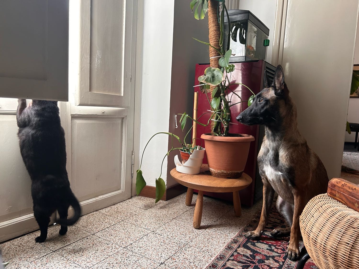image-7