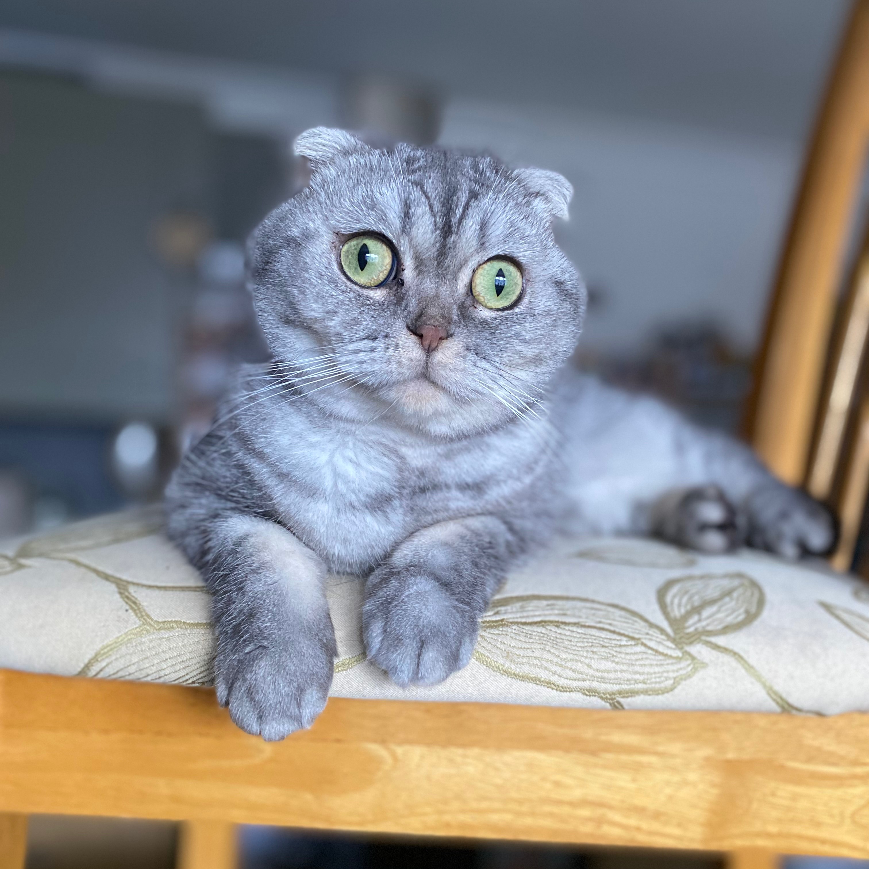 Alba