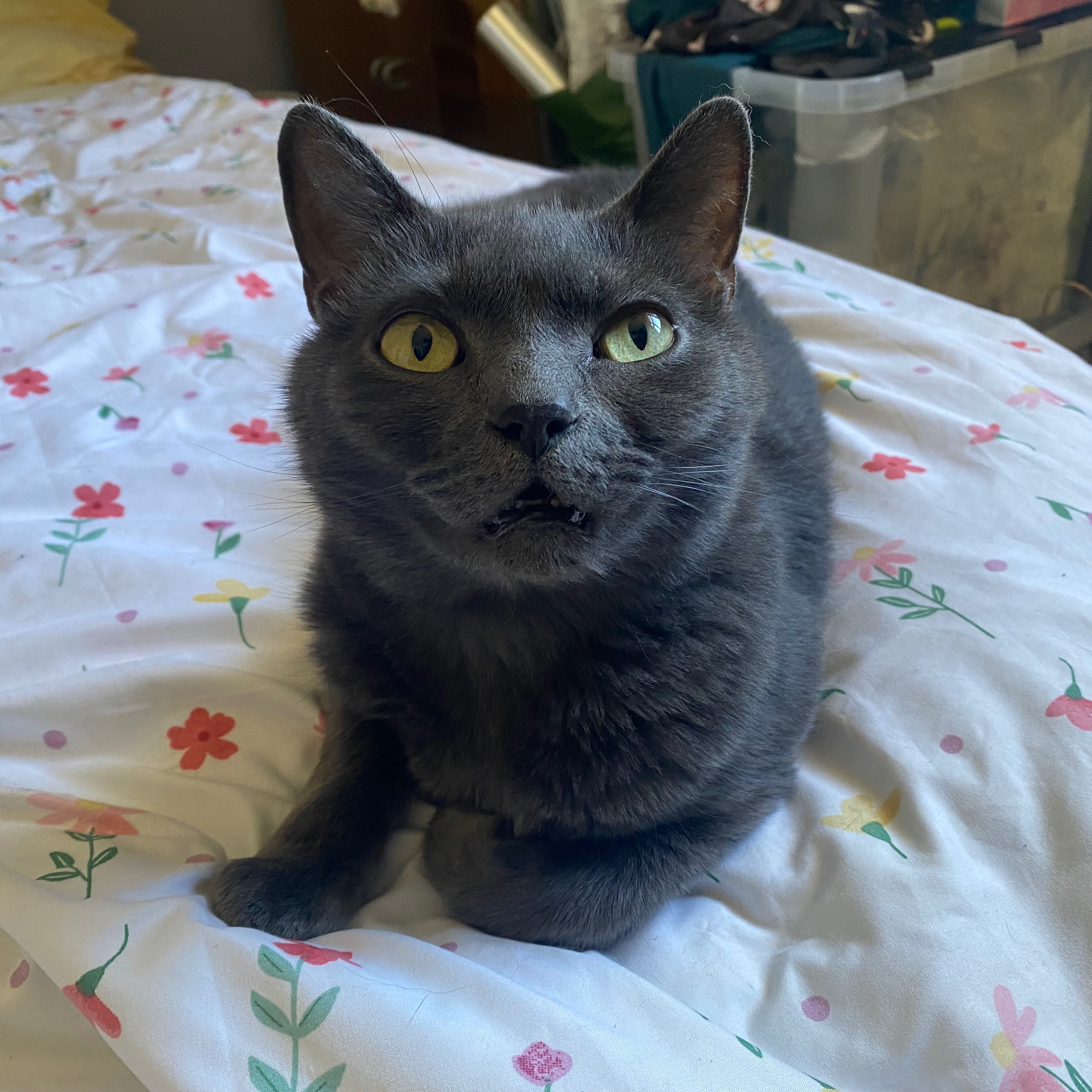 Meeko
