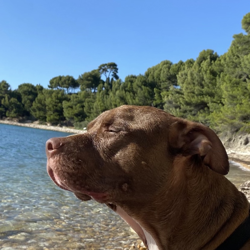 Buddy 