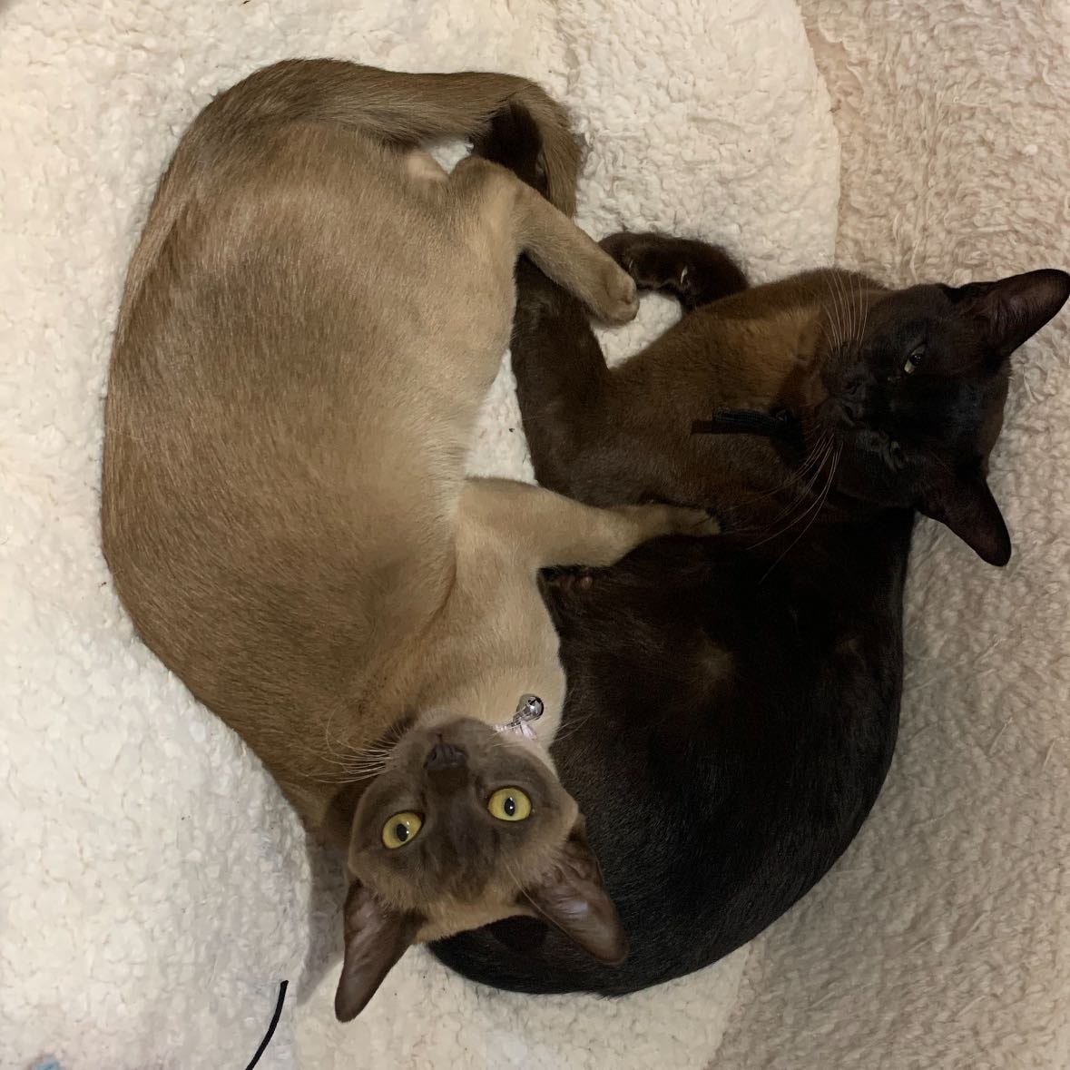 Gigi, Beau, Tia, Delilah, Lucky & Hope