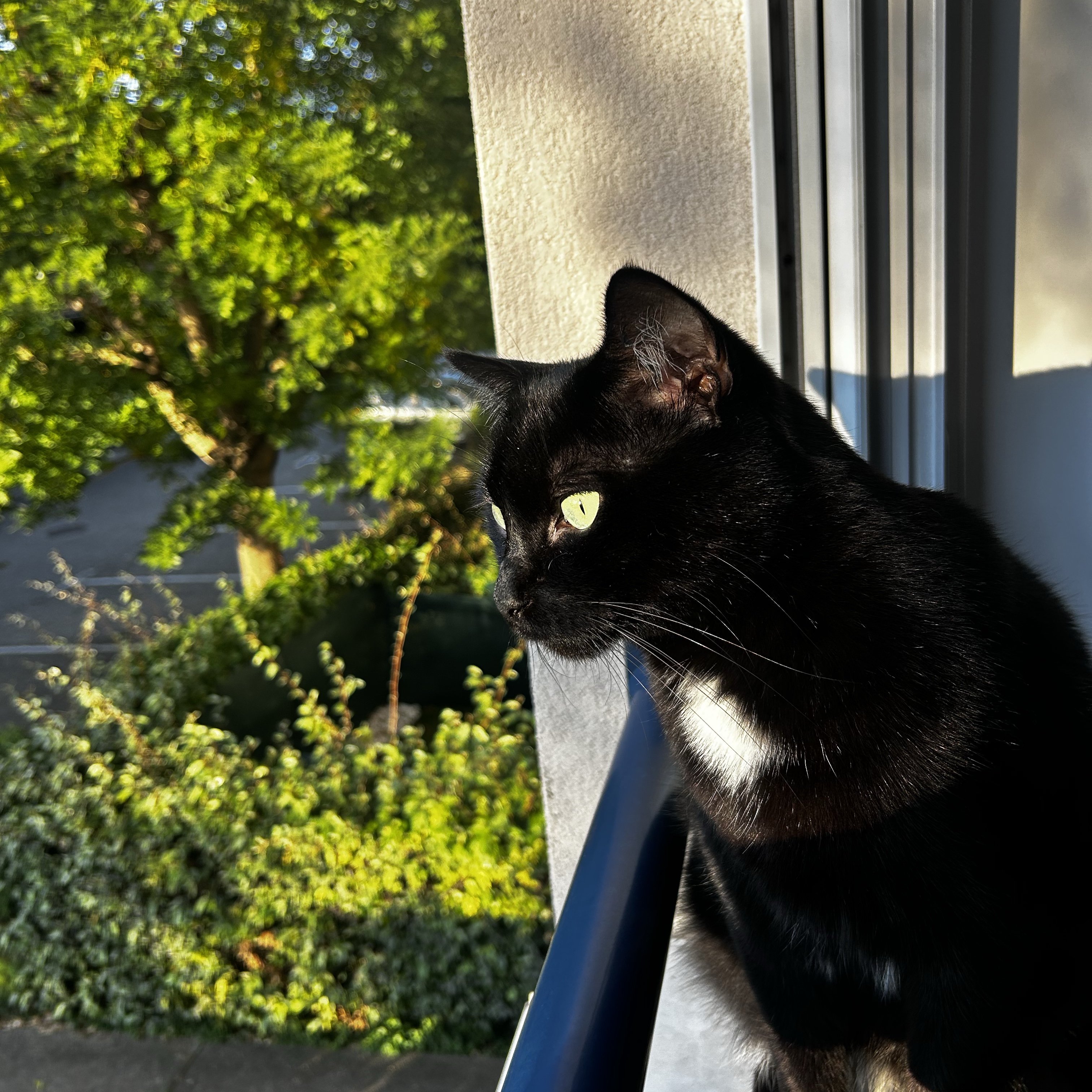 Aiko
