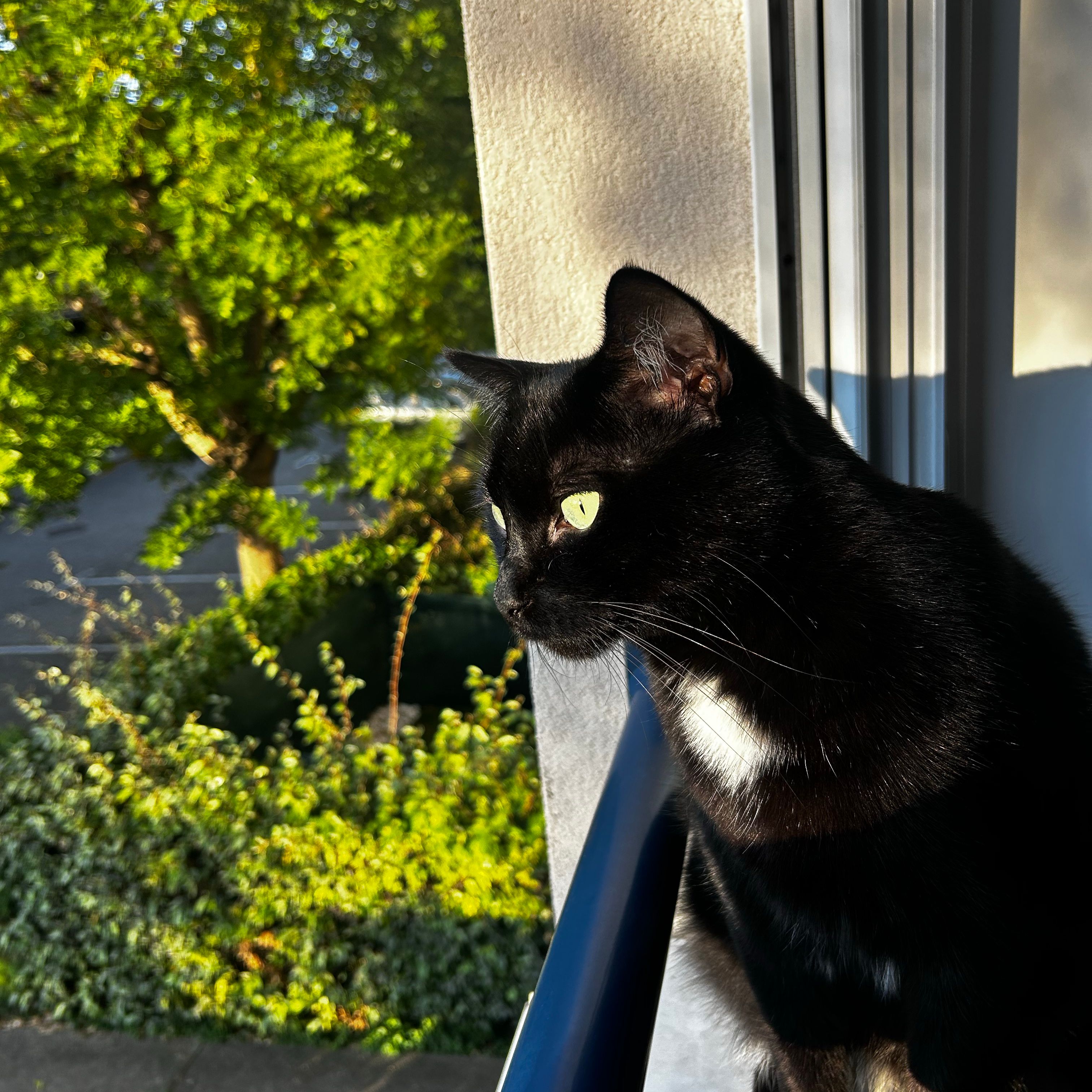 Aiko