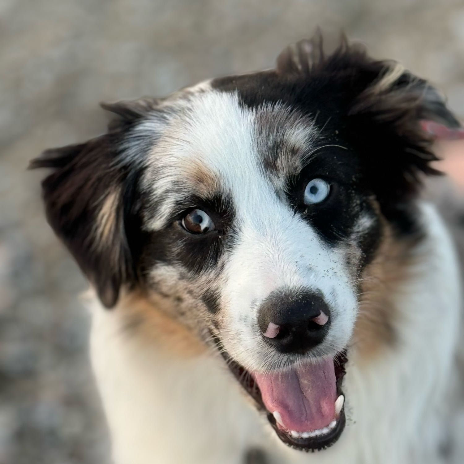 Bellatrix Luna Cruella