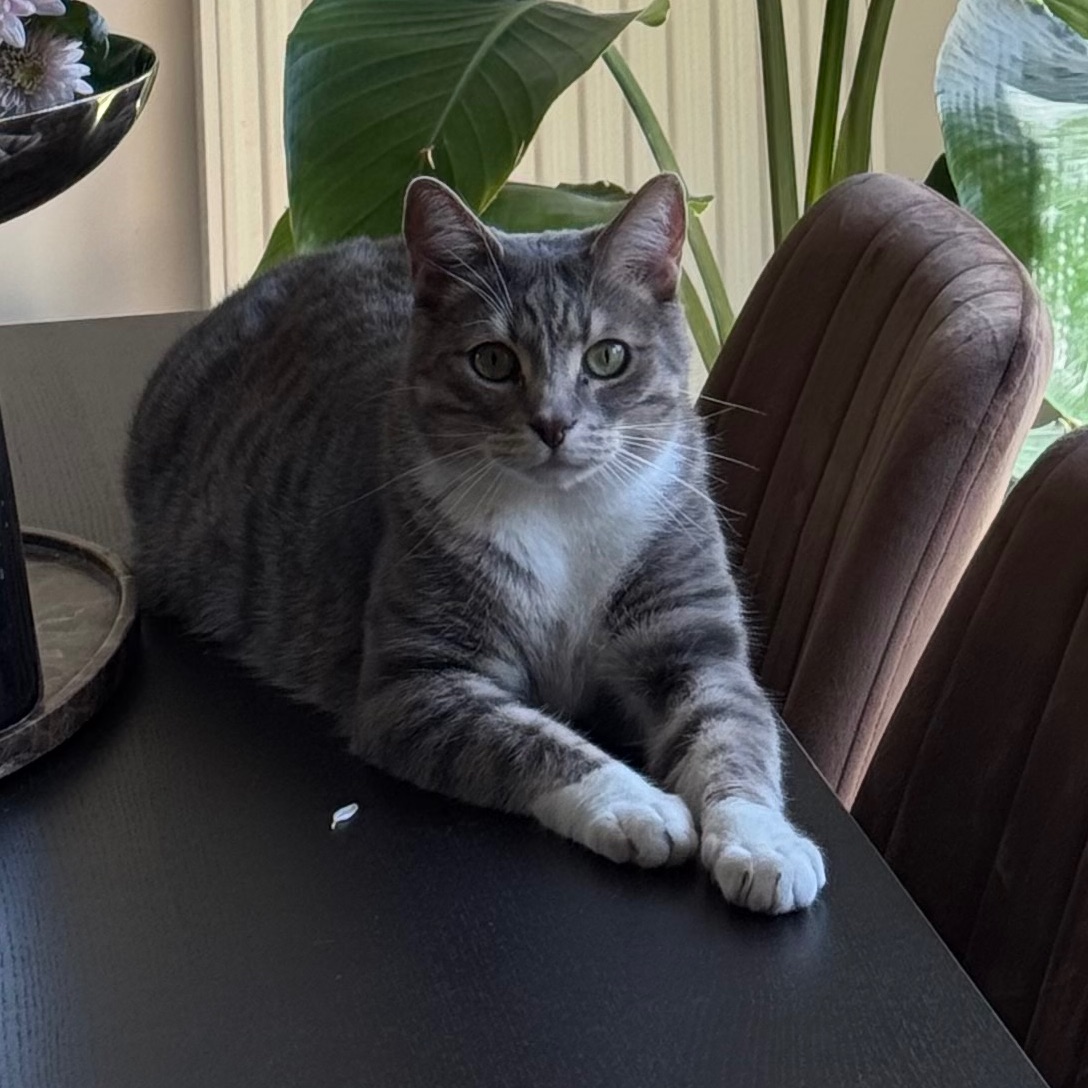 Taïga 