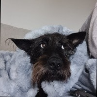 Bertie