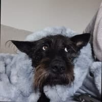 Bertie
