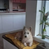 Chloe (aka Bobo)