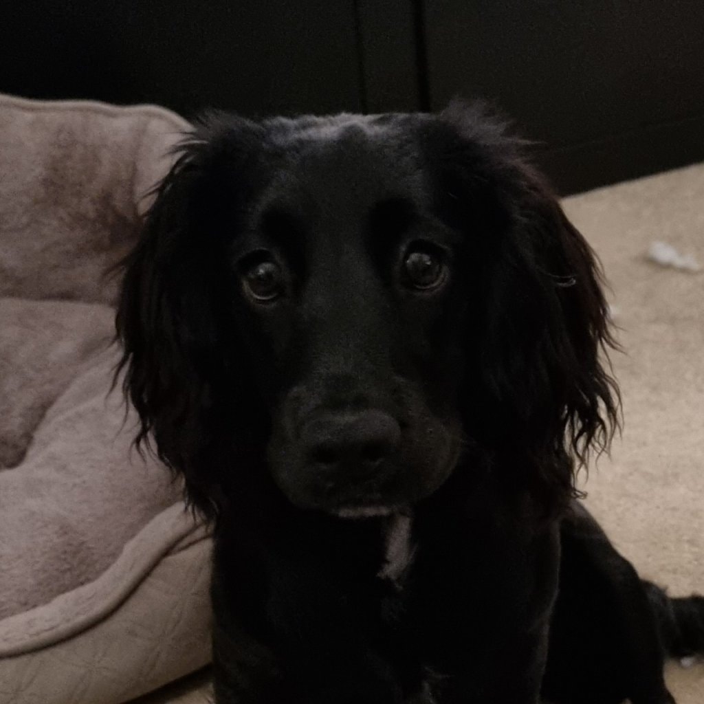 Poppy