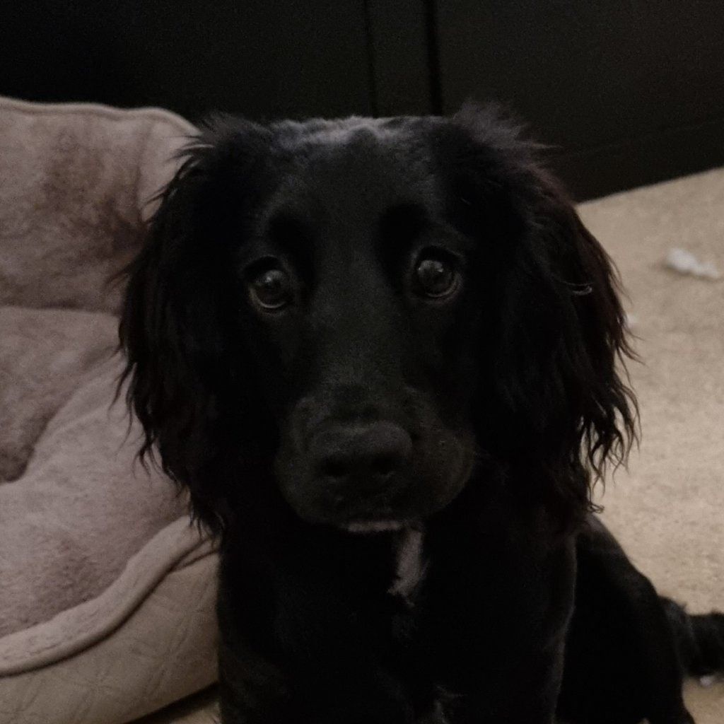 Poppy