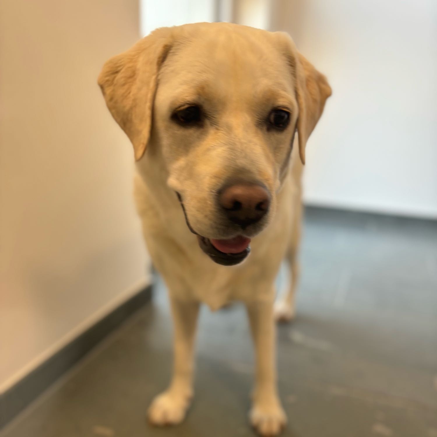 Maya