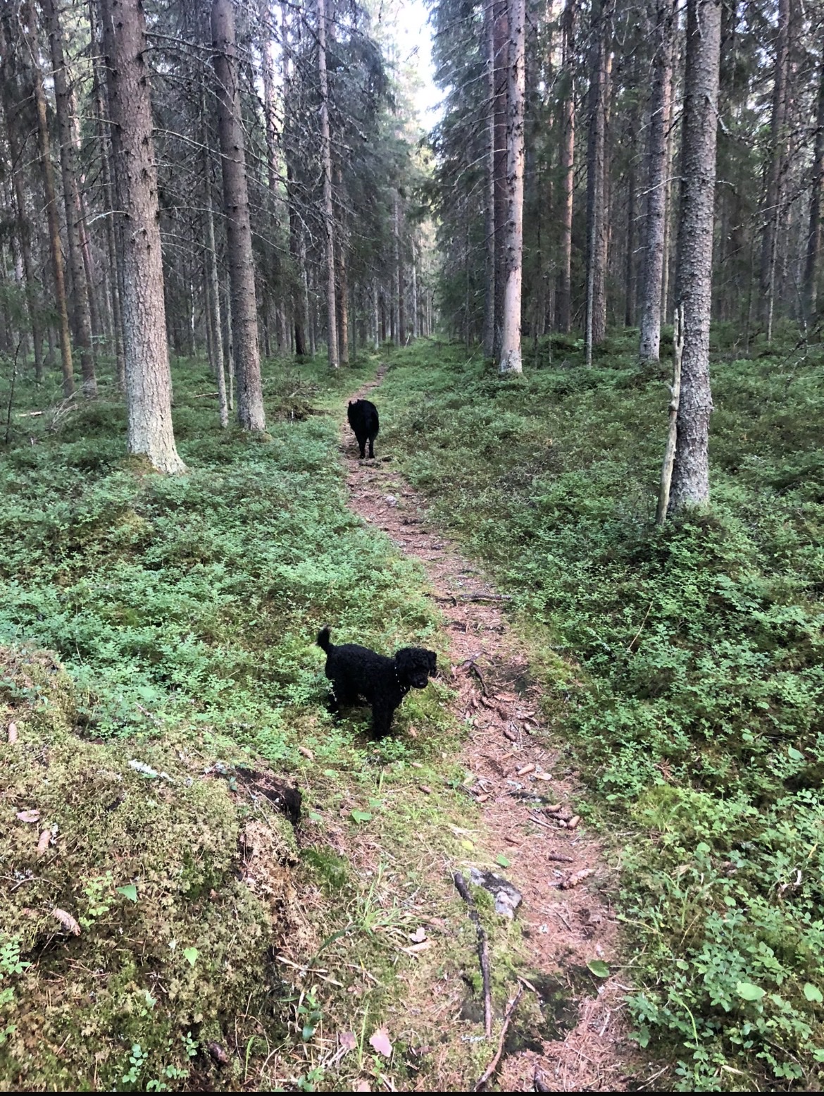 image-8