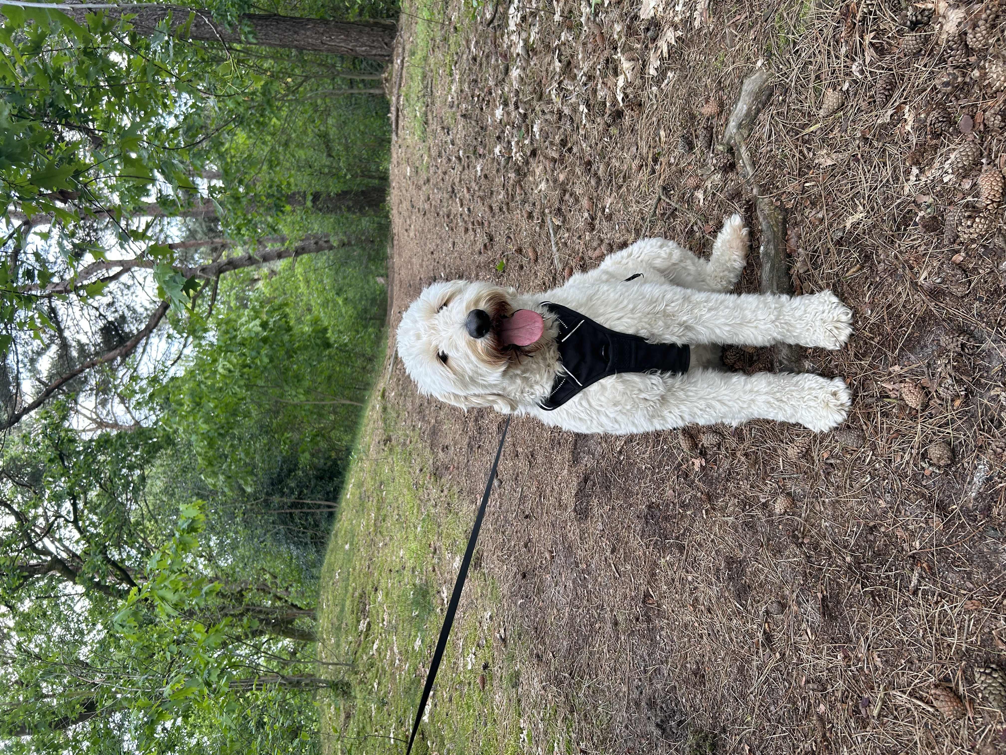 image-7