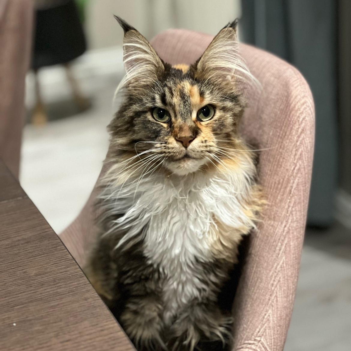 Kiara