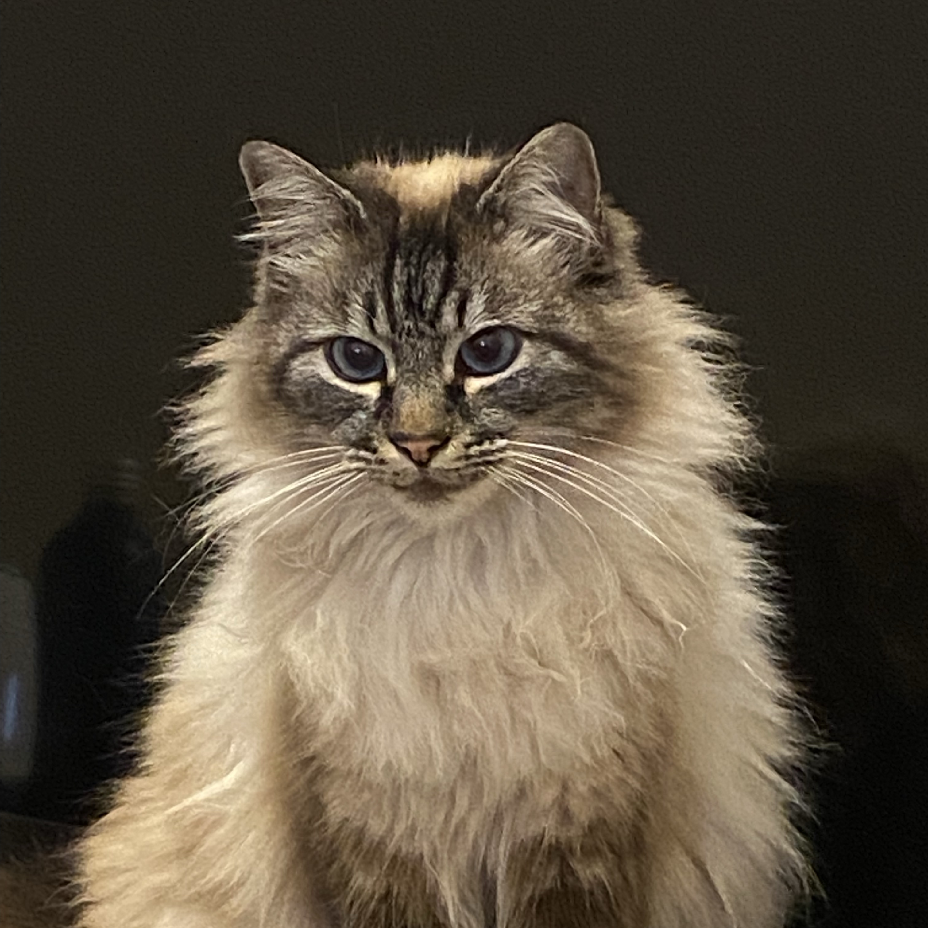 Misty