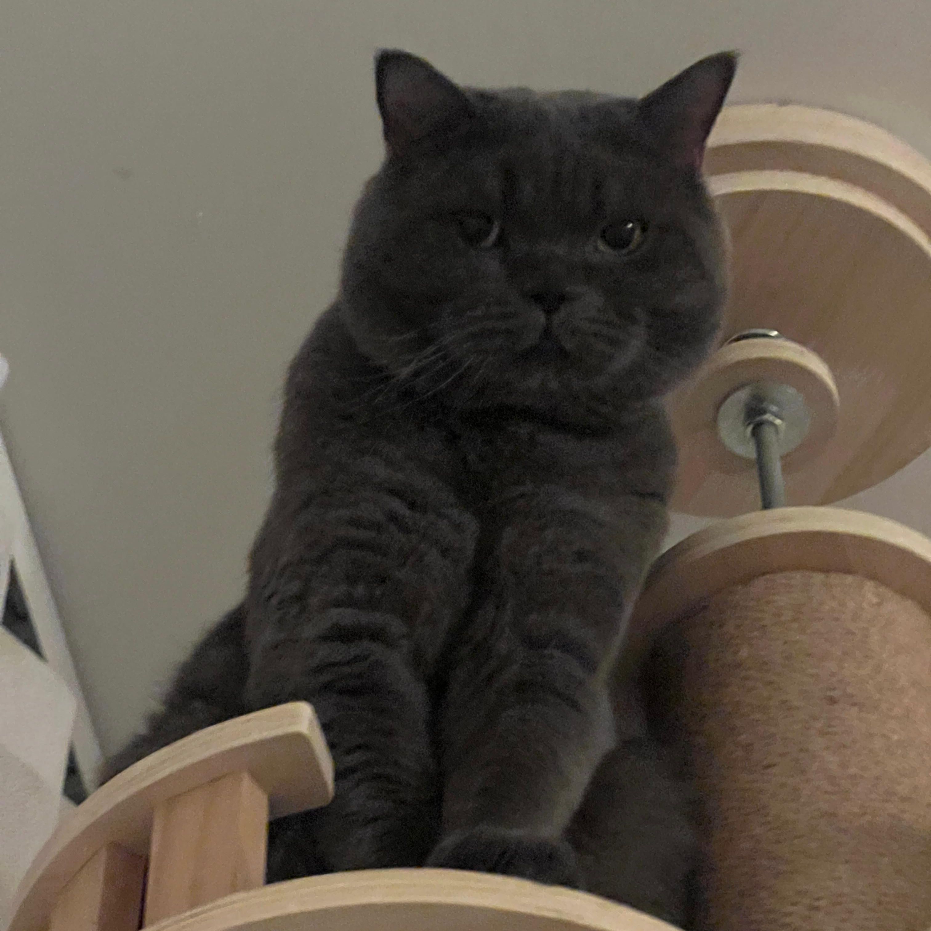 Whiskas