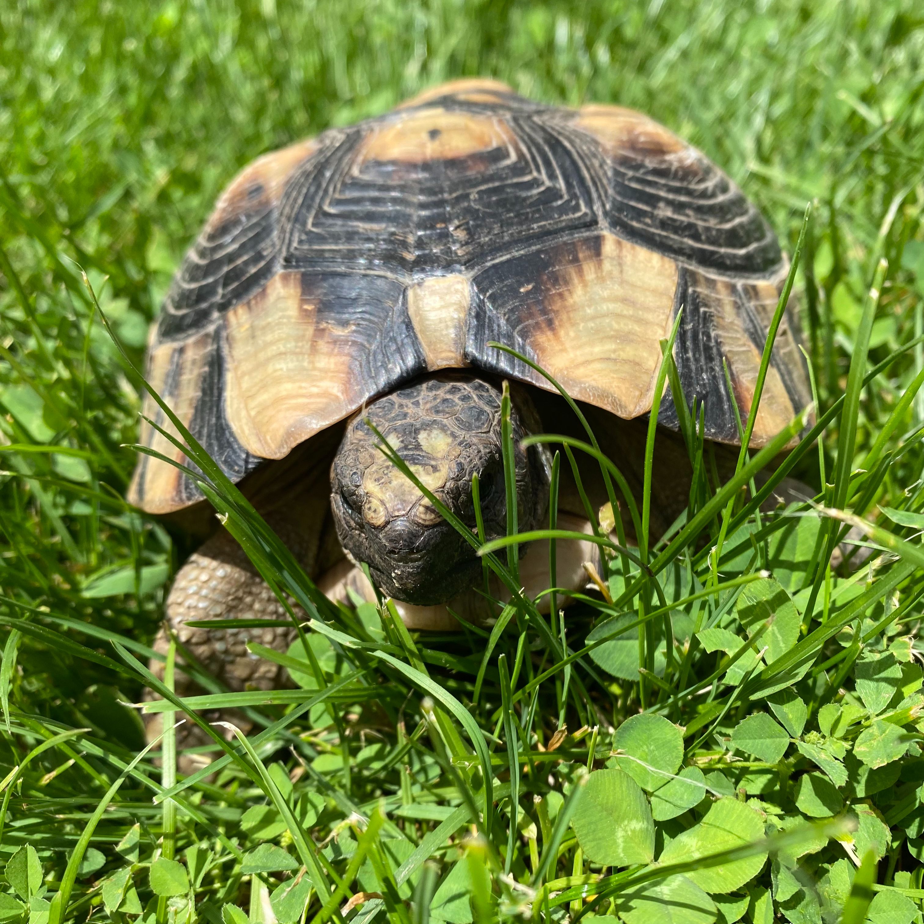 Carapace