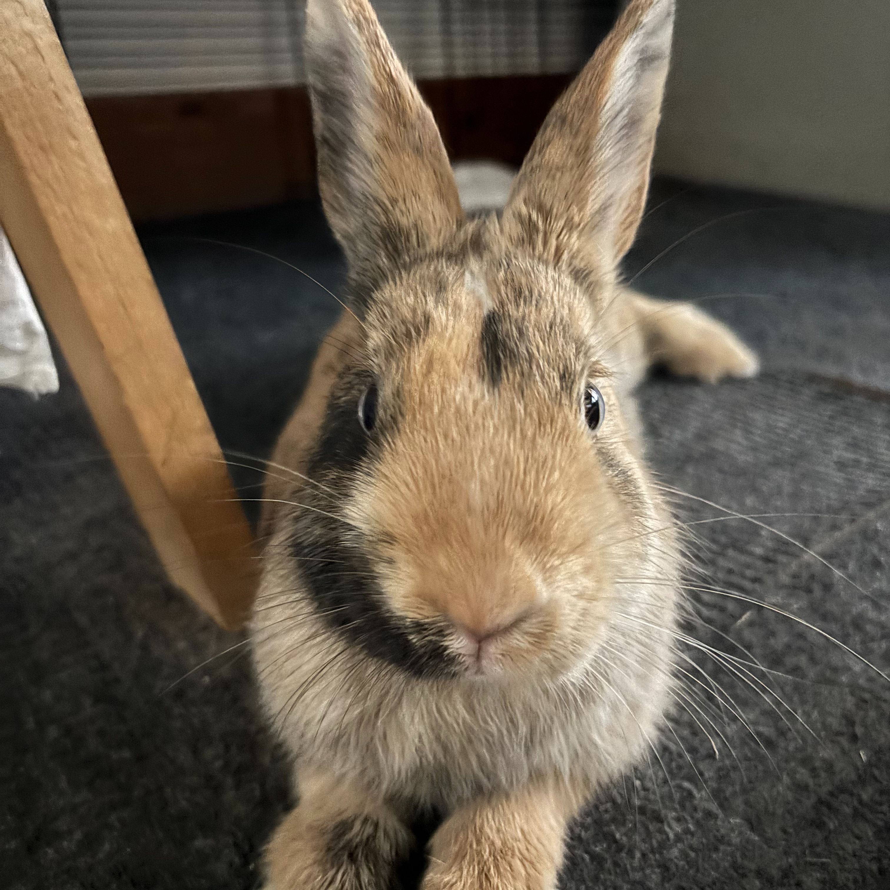 Mochi 