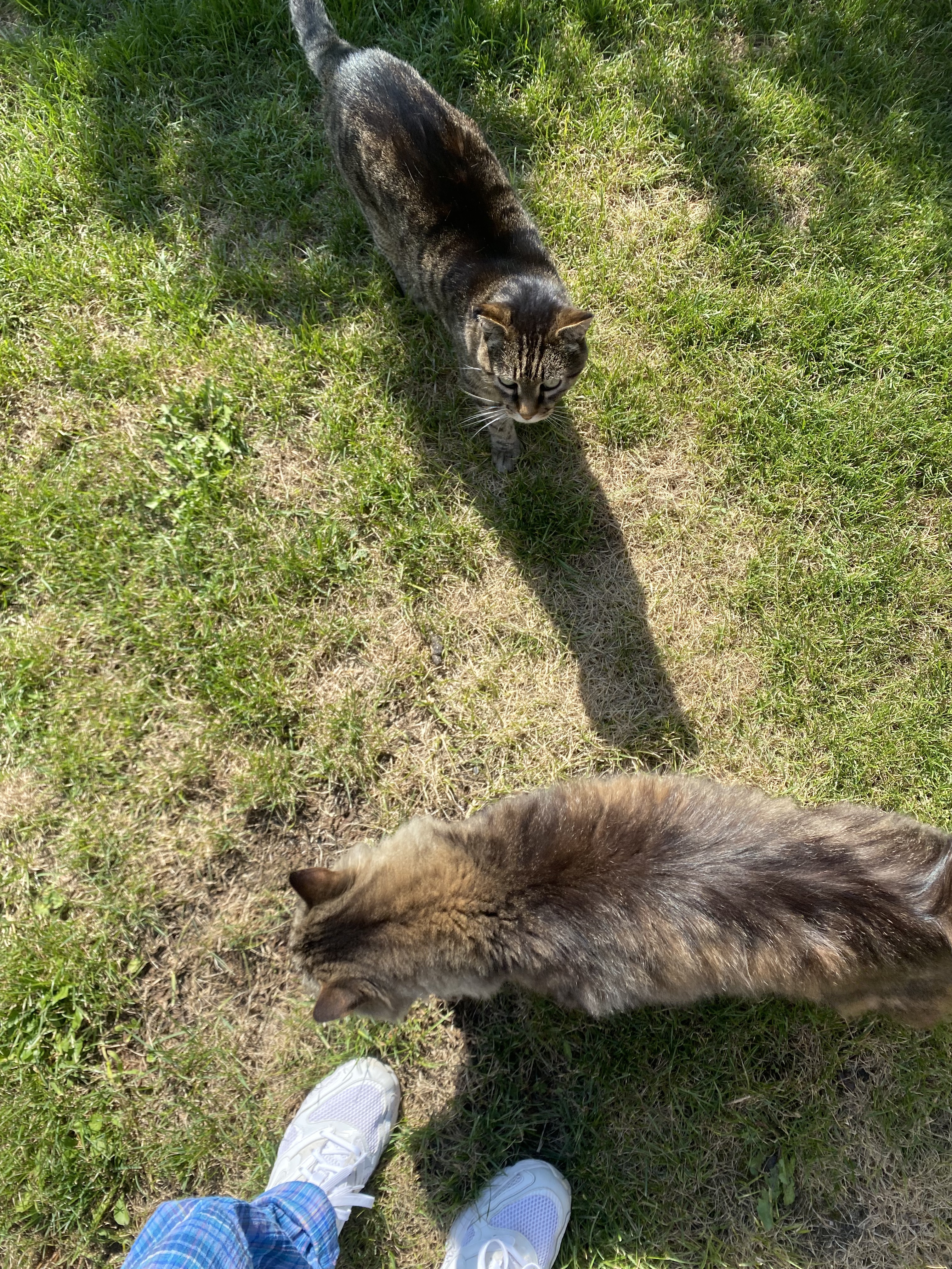 image-7