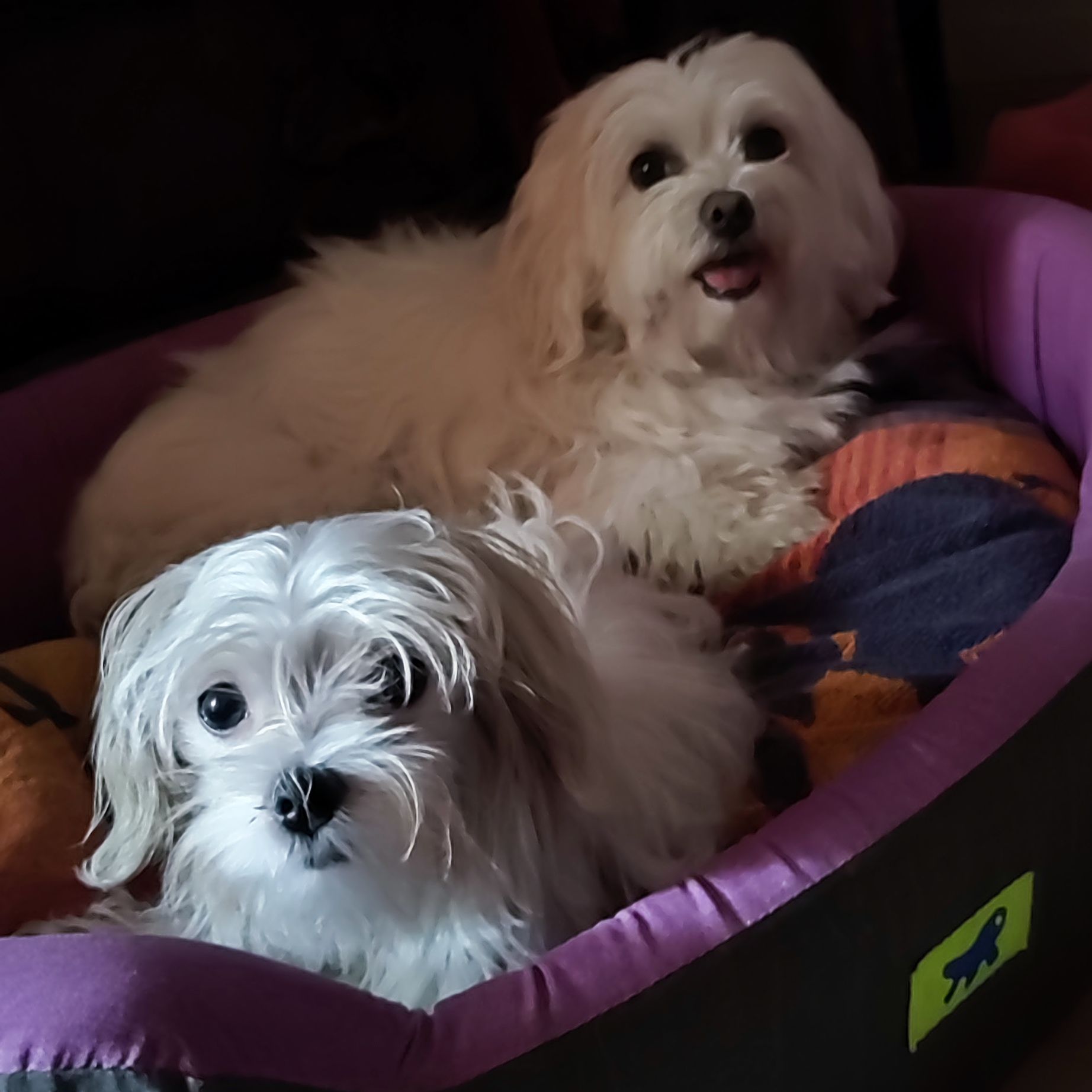 Birba e Ruby