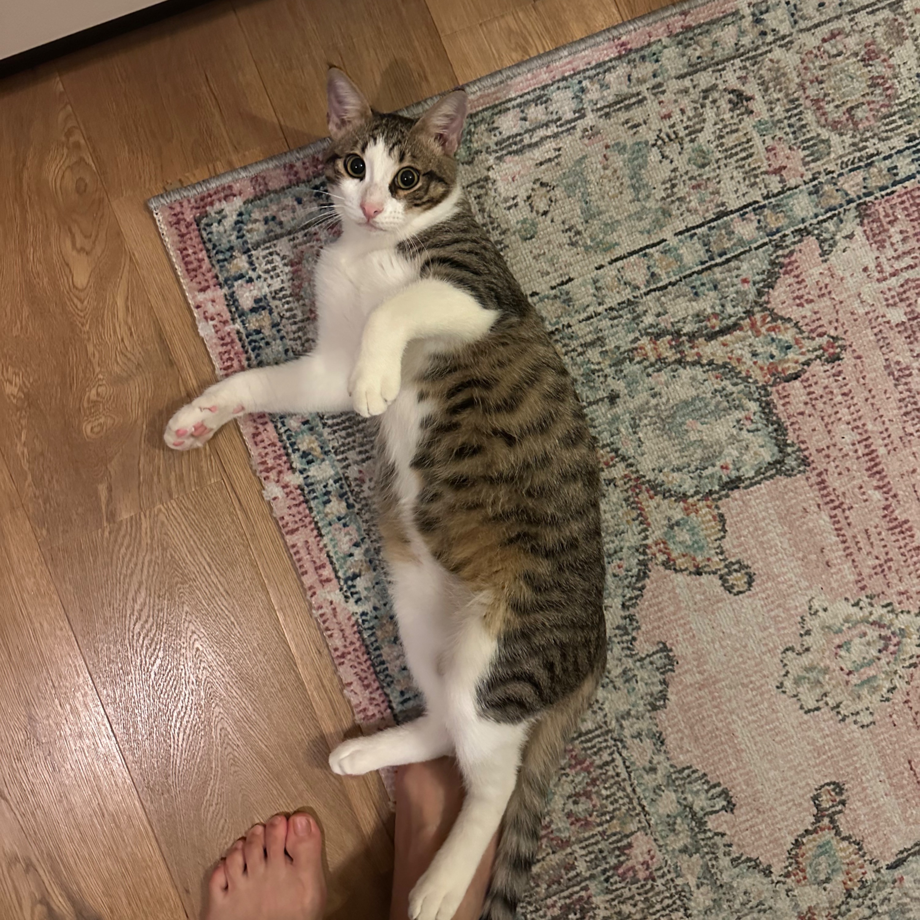 Kitty