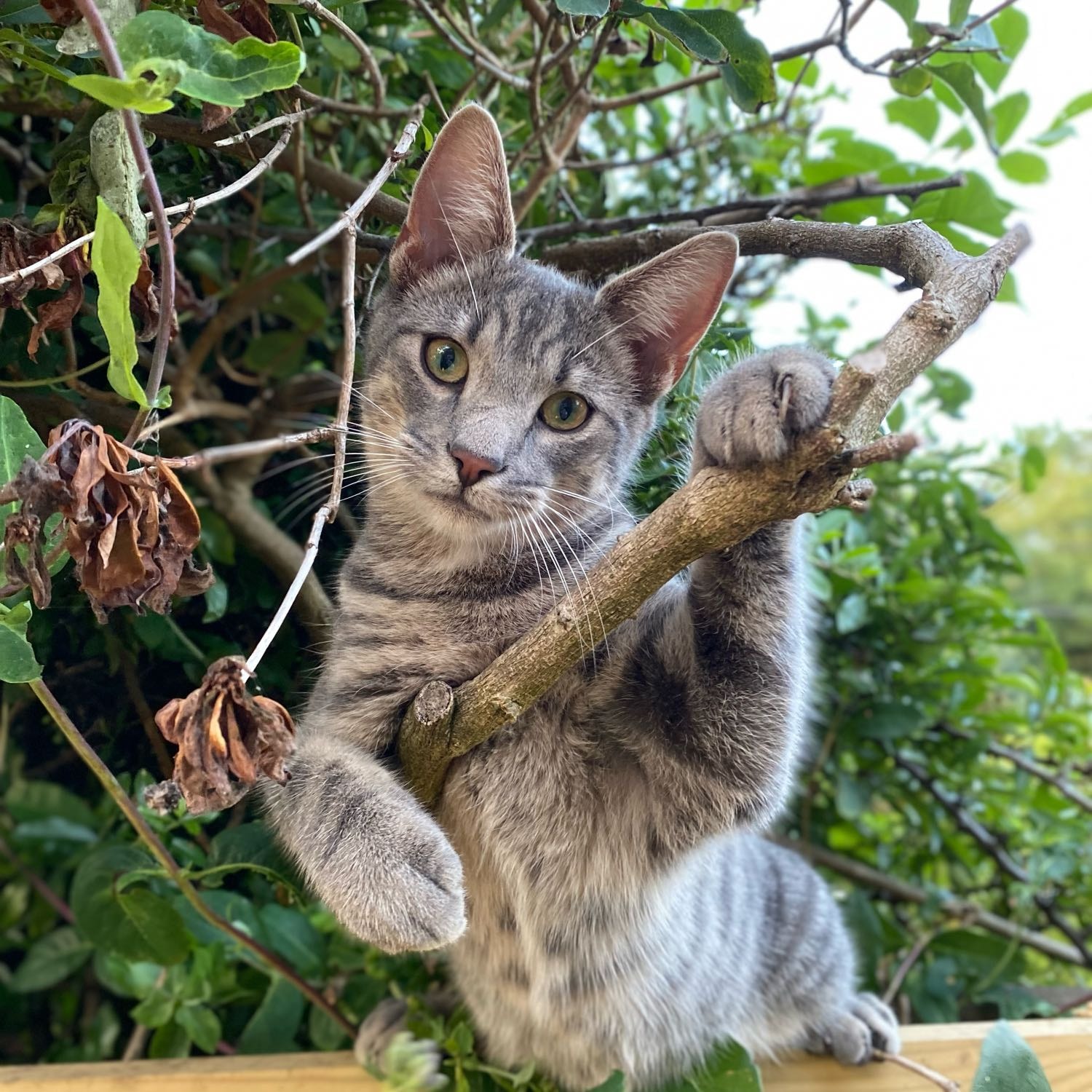 Merlin