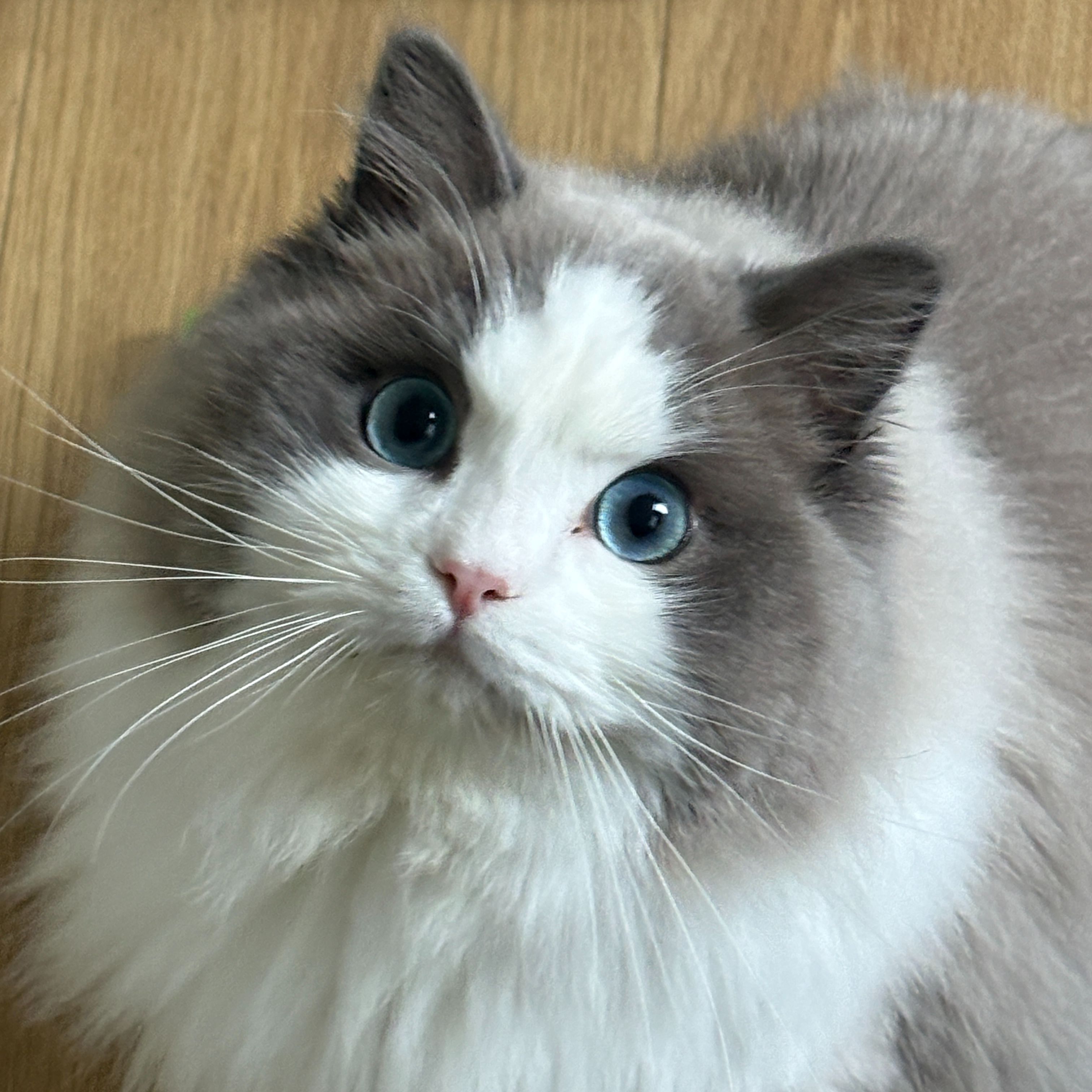 Walter