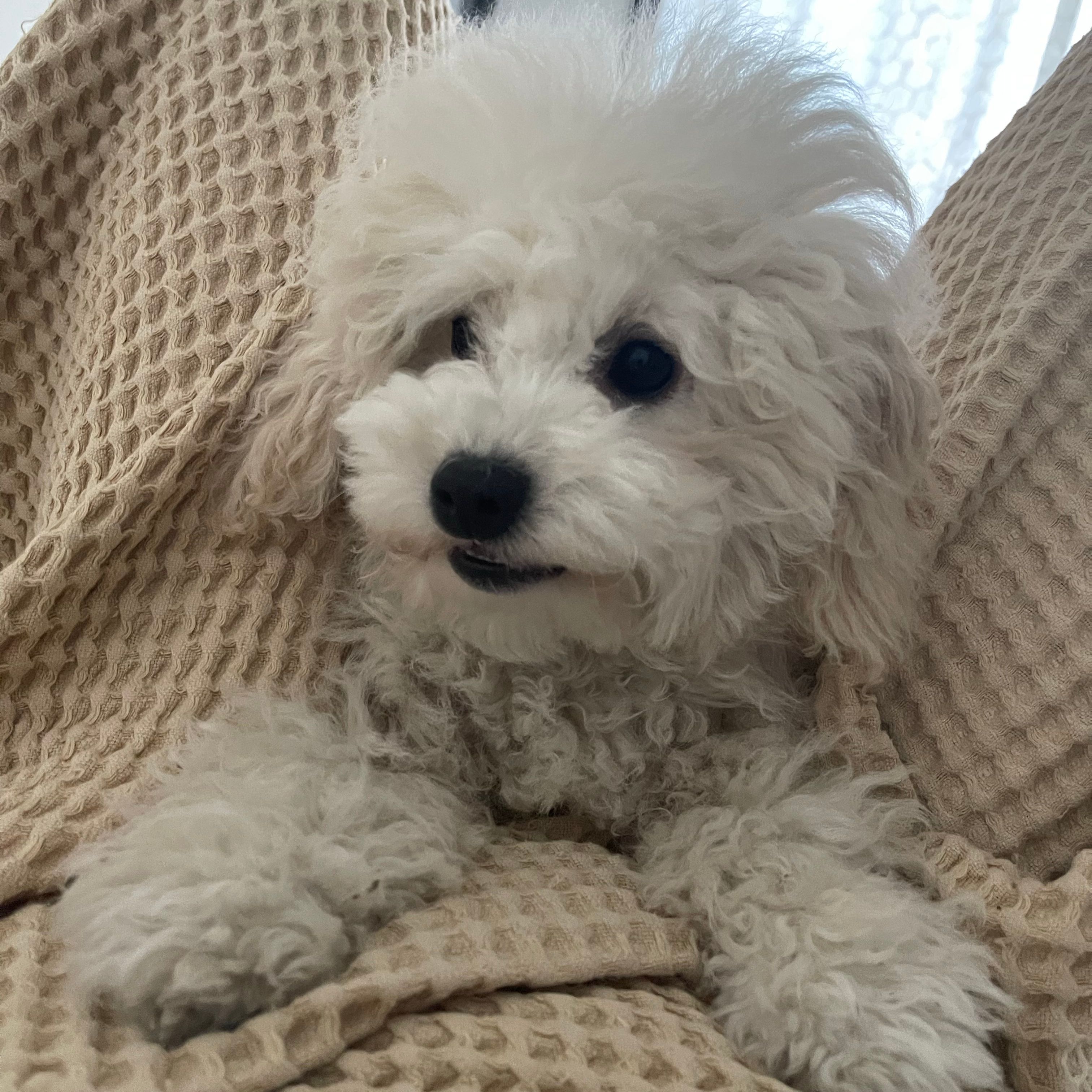 Bella