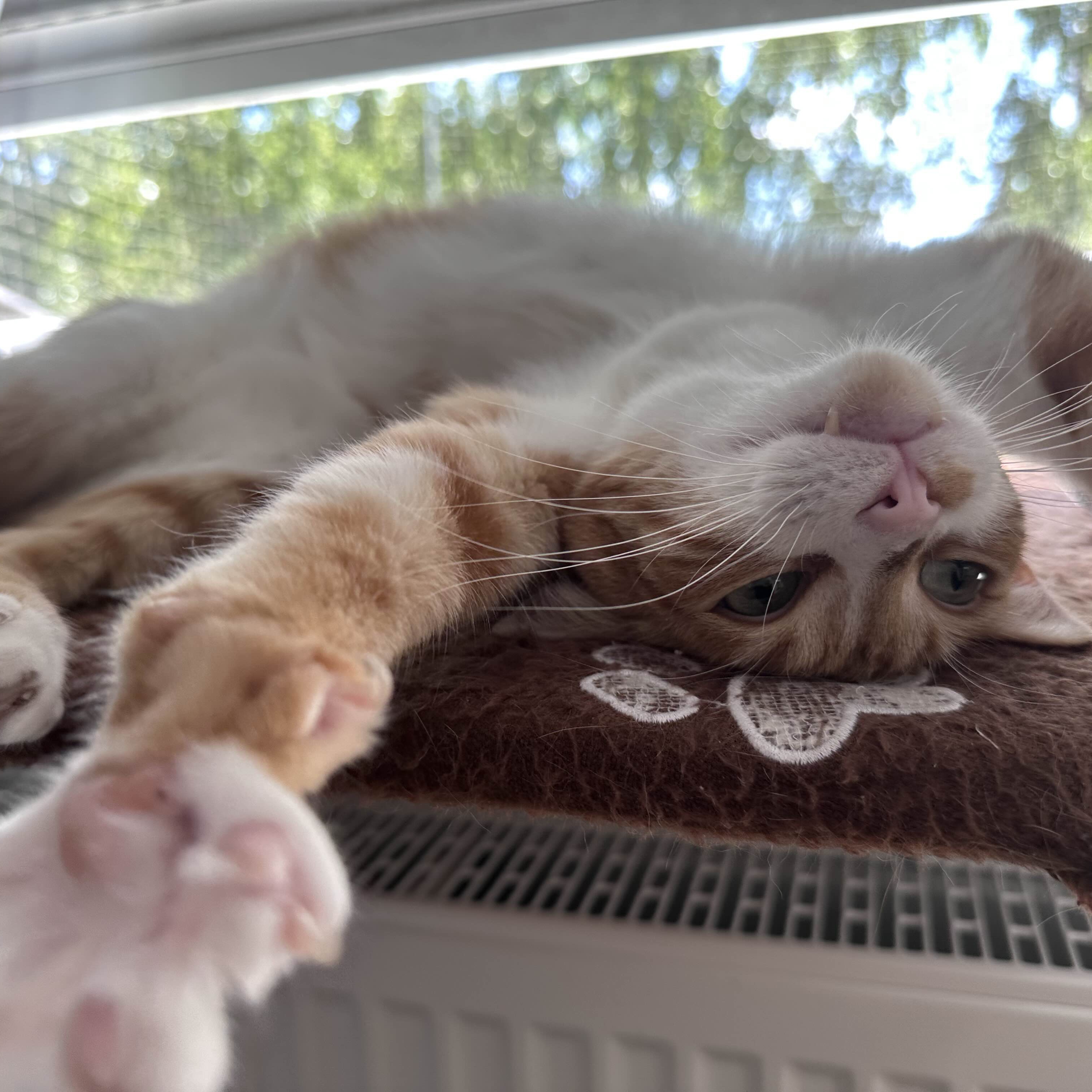 Chico