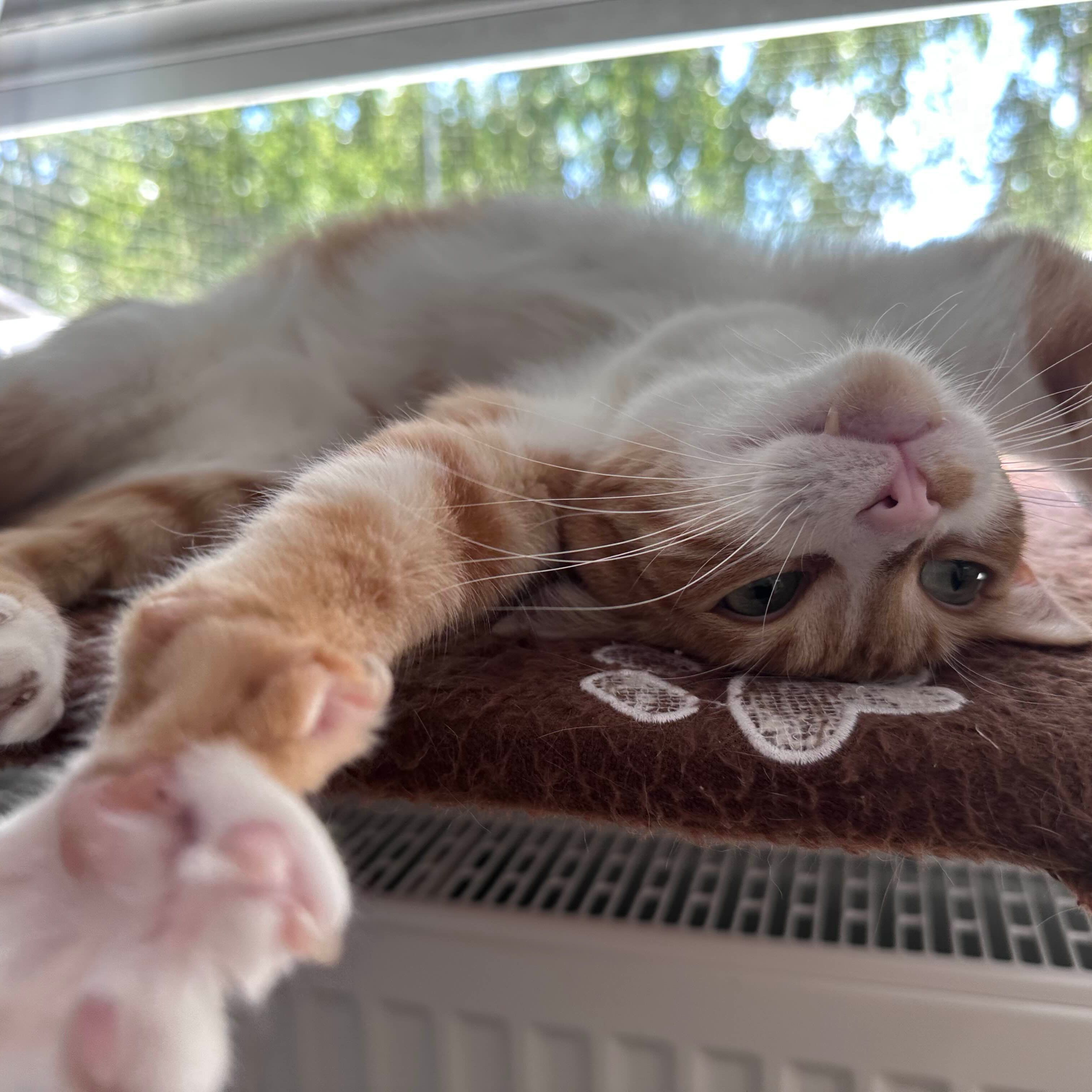Chico