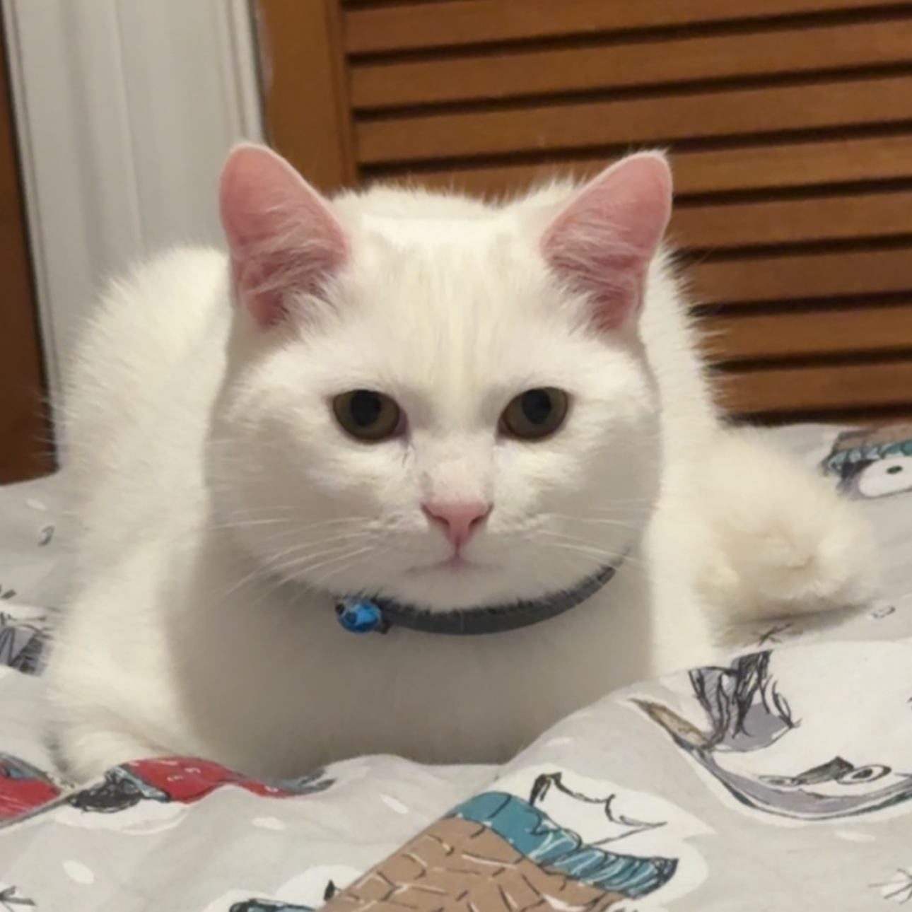 Buddy 