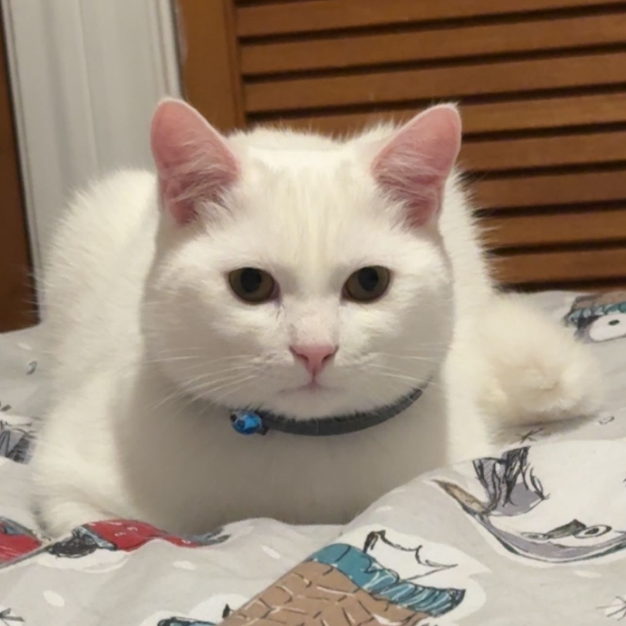 Buddy