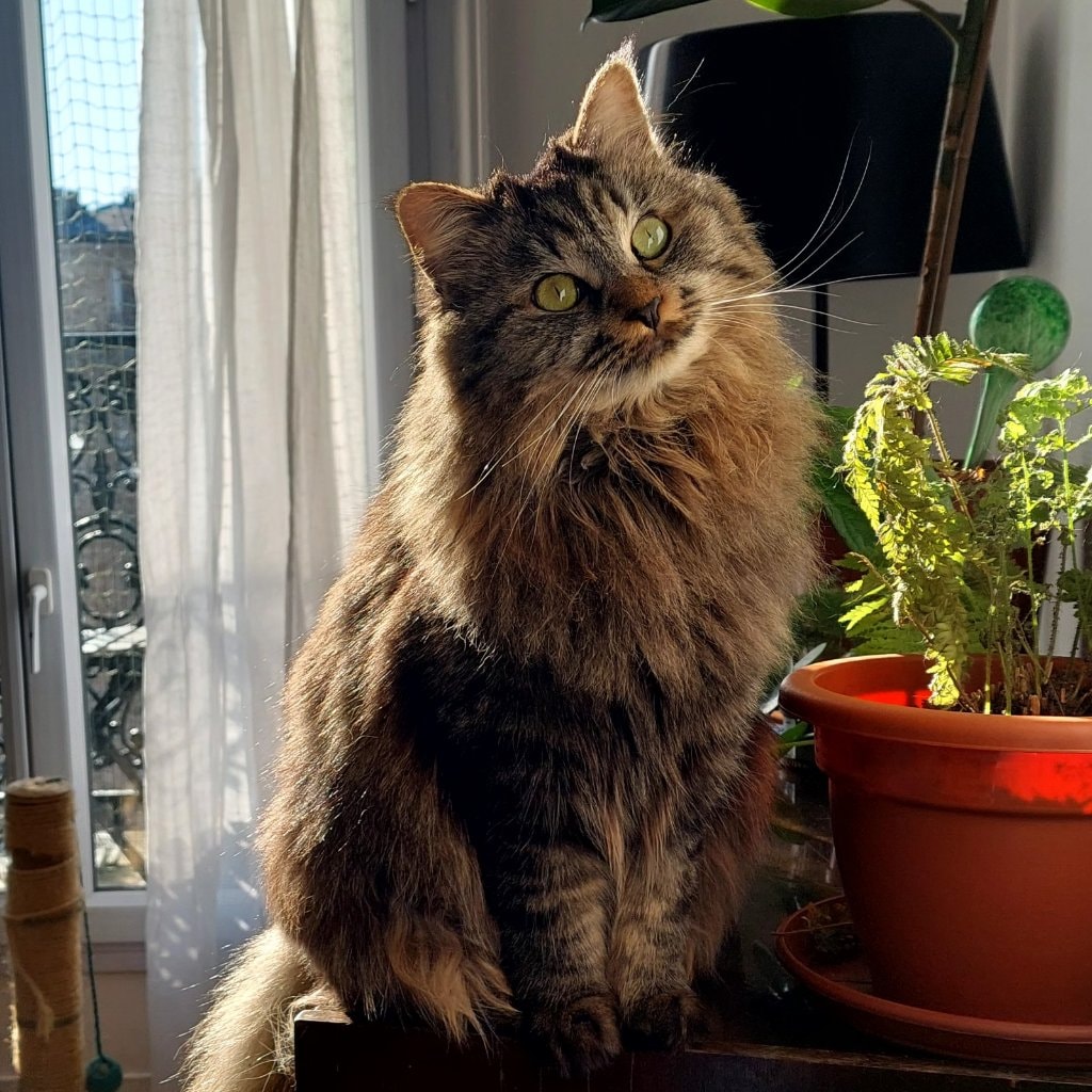 Maya