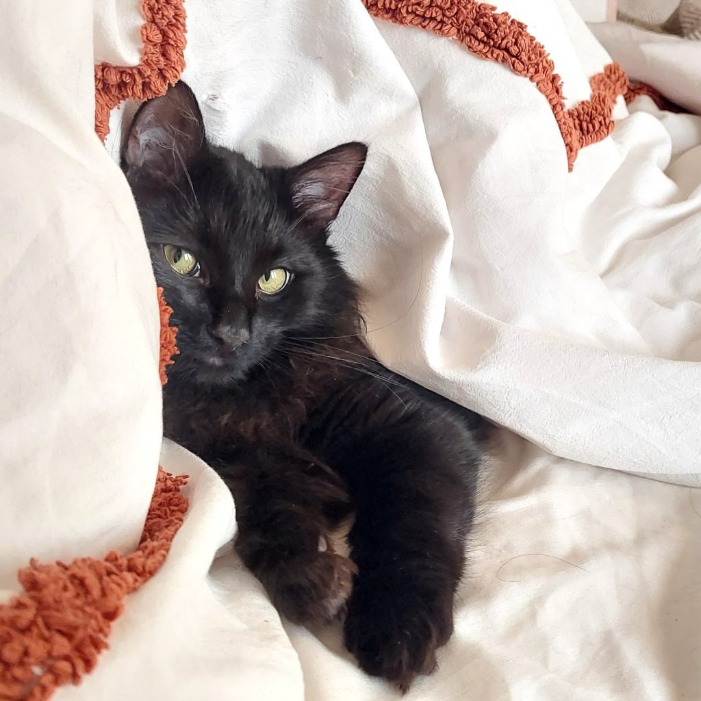 Sacha 