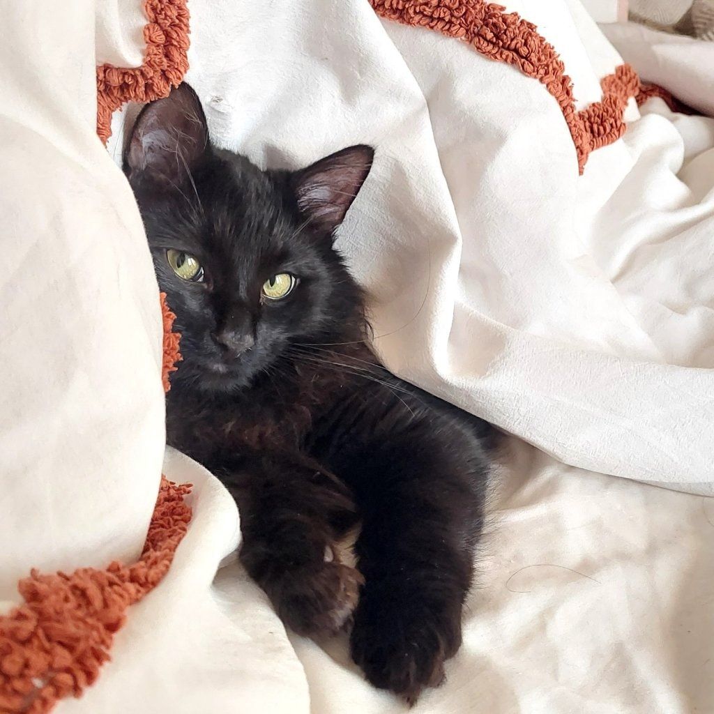 Sacha