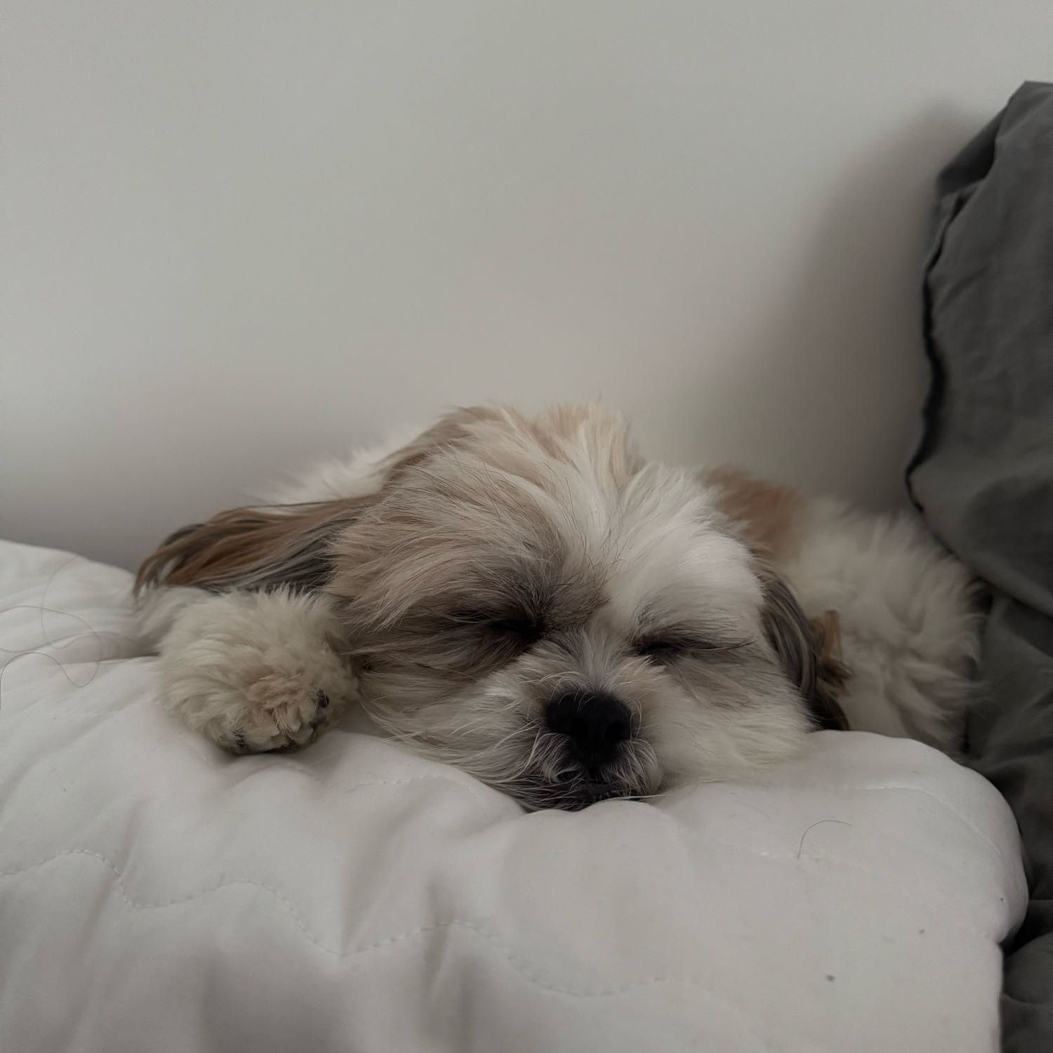 Coco